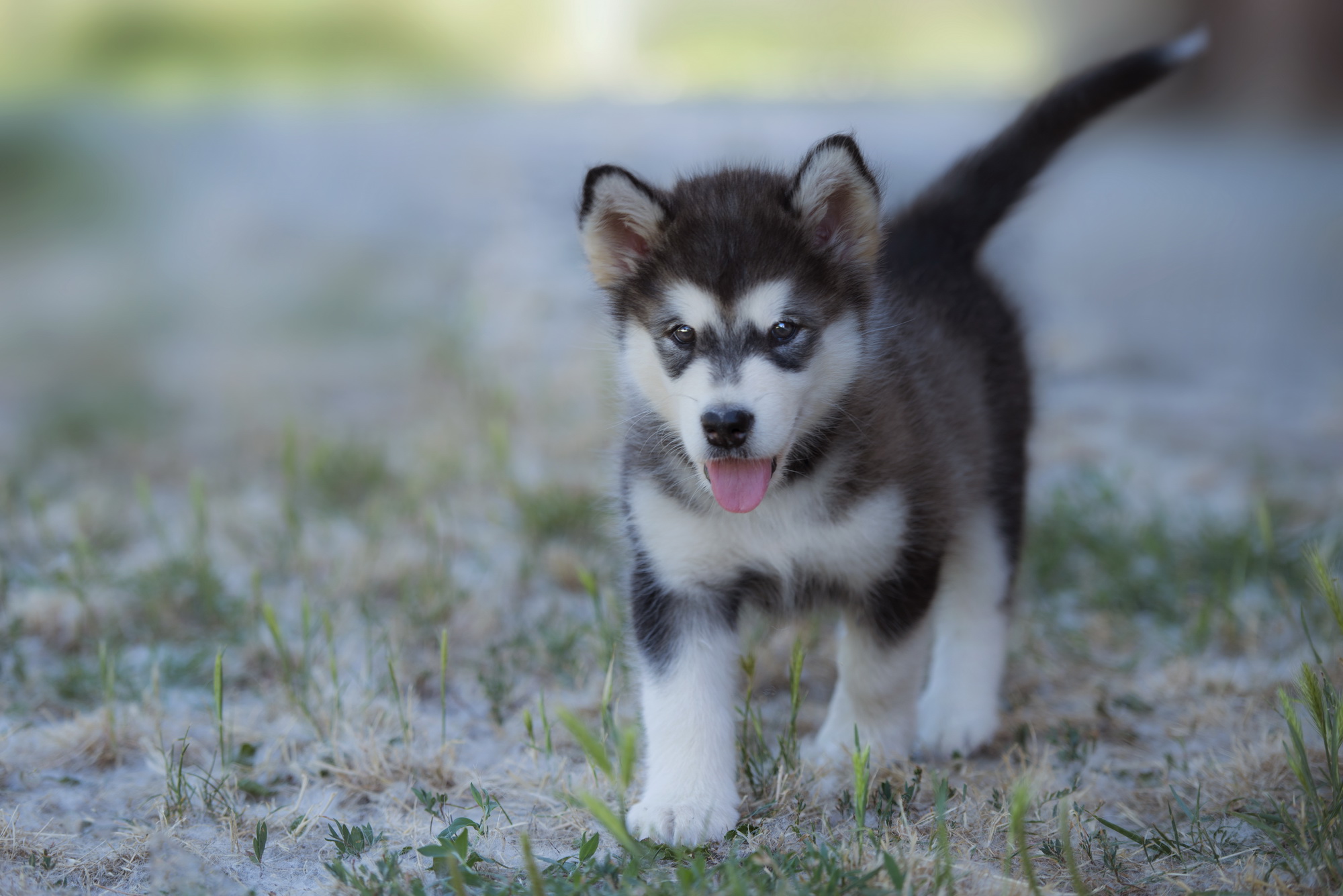 Sono o non sono splendido?