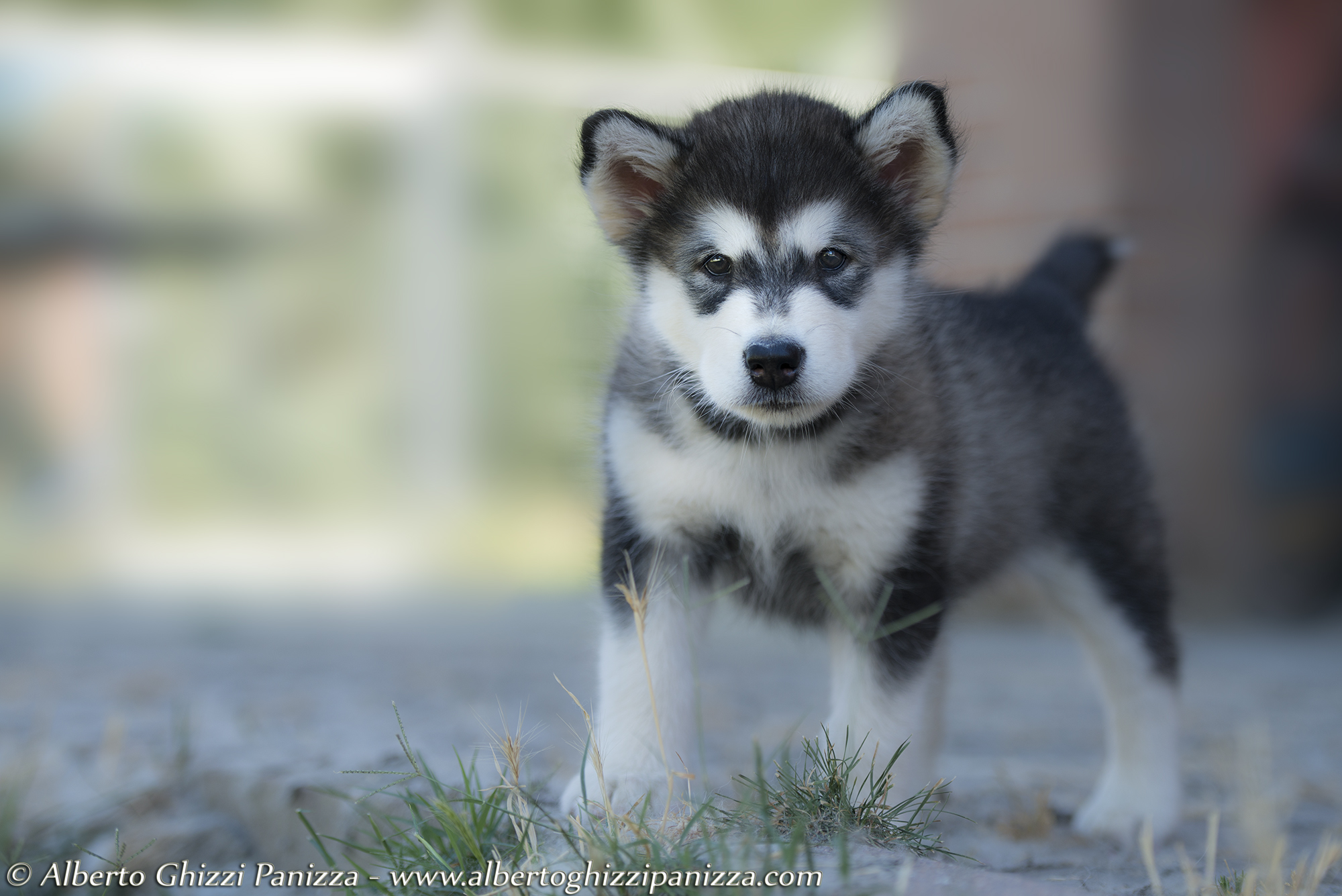 Cucciolo di Alaskan Malamute
