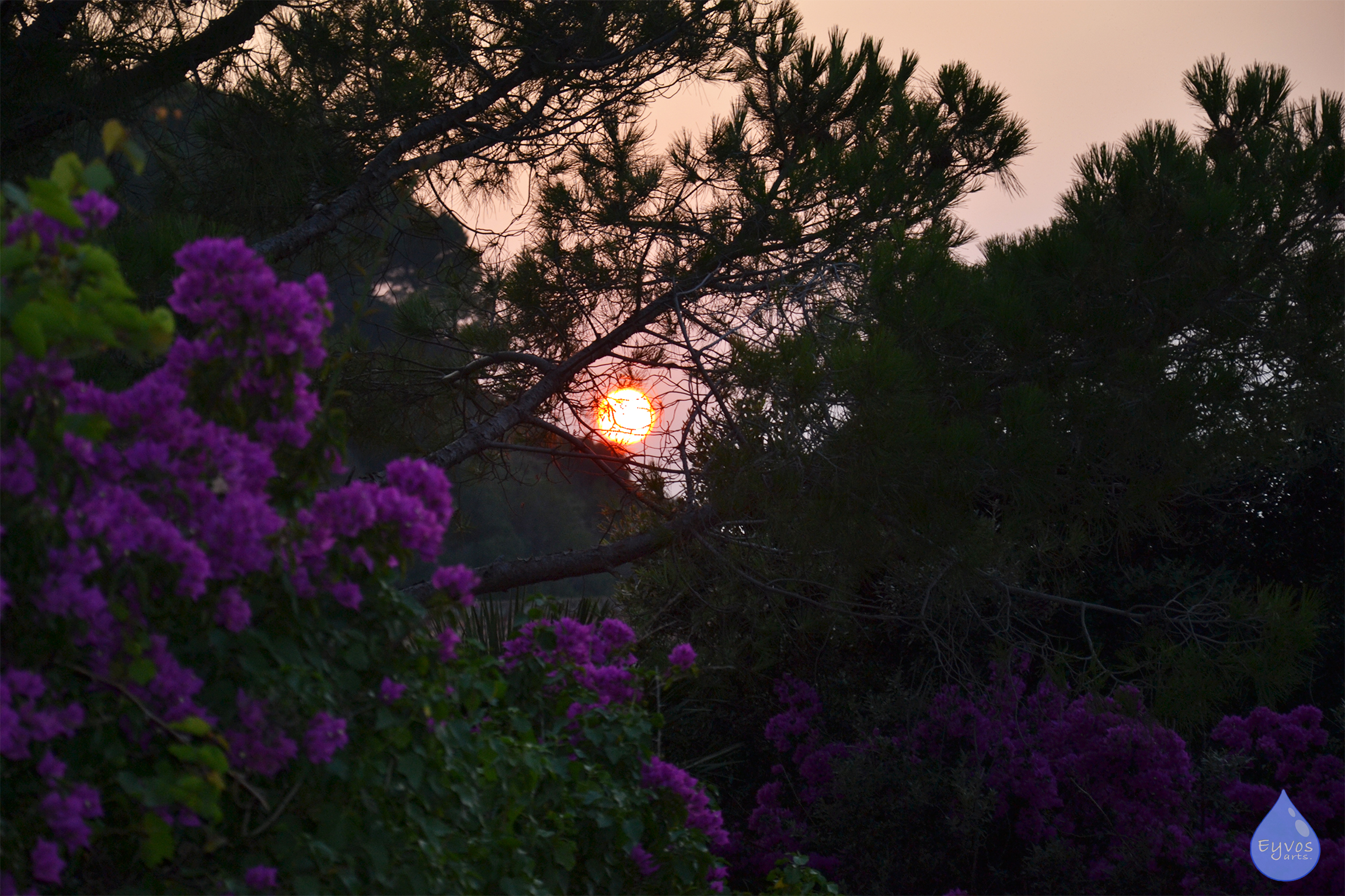Flowers at the going down of the Sun