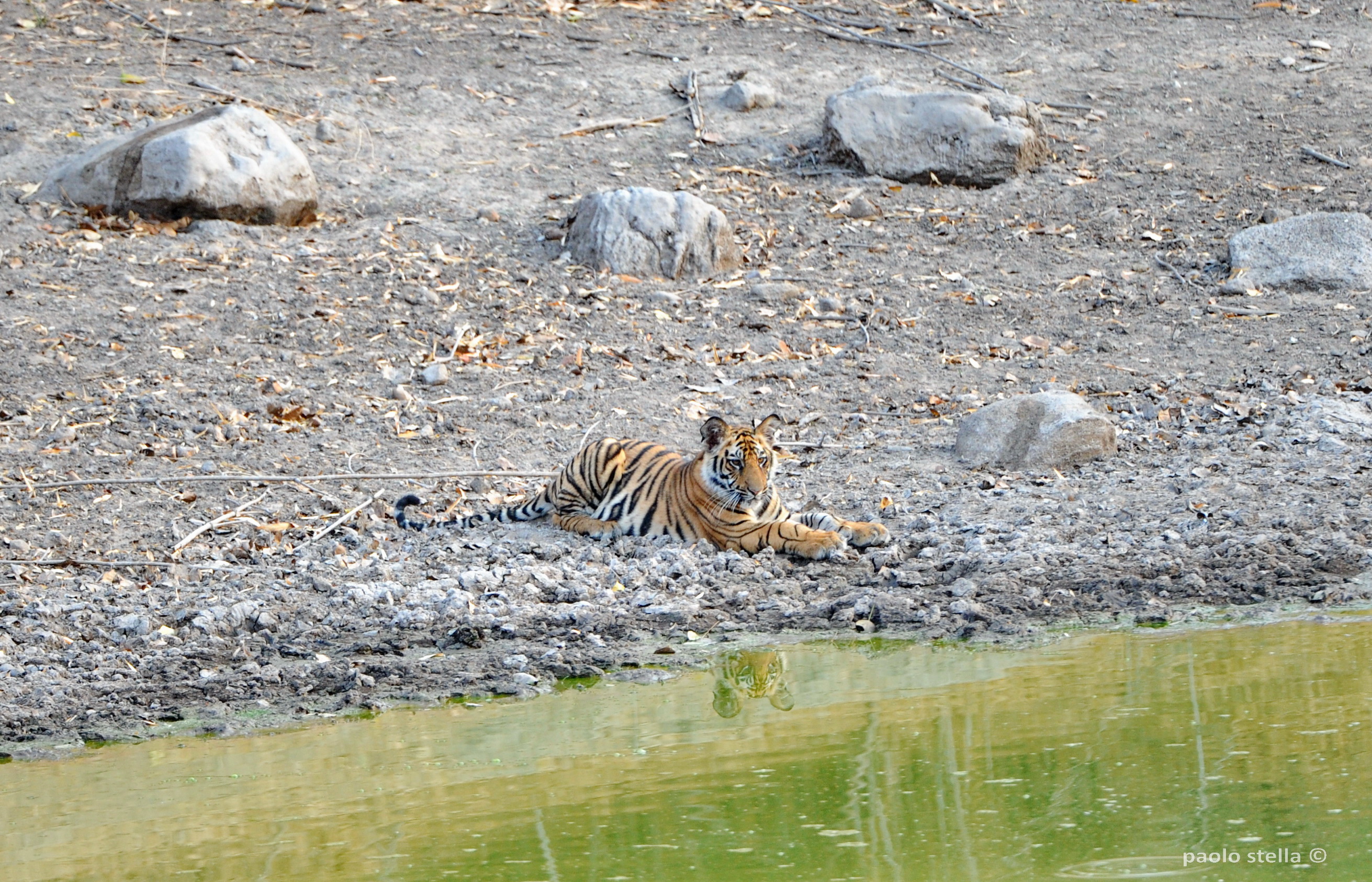 young bengal tiger at the pool
