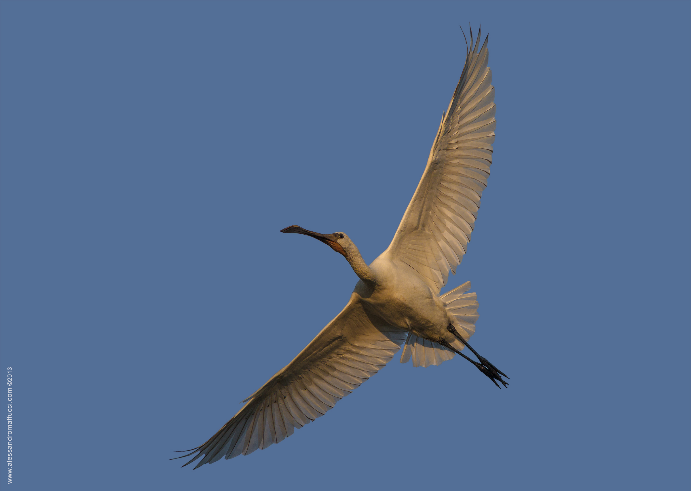 Spoonbill in flight ...