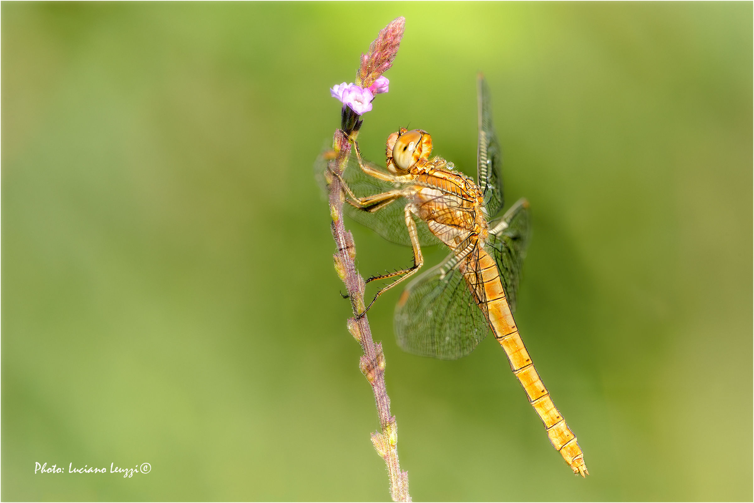 Orthetrum brunneum