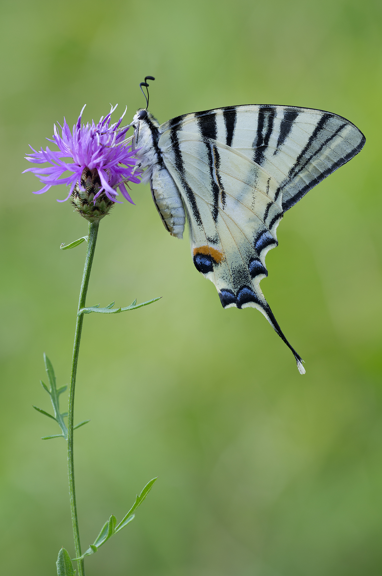 Iphiclides podalirius (Linnaeus, 1758) - Papilionidae