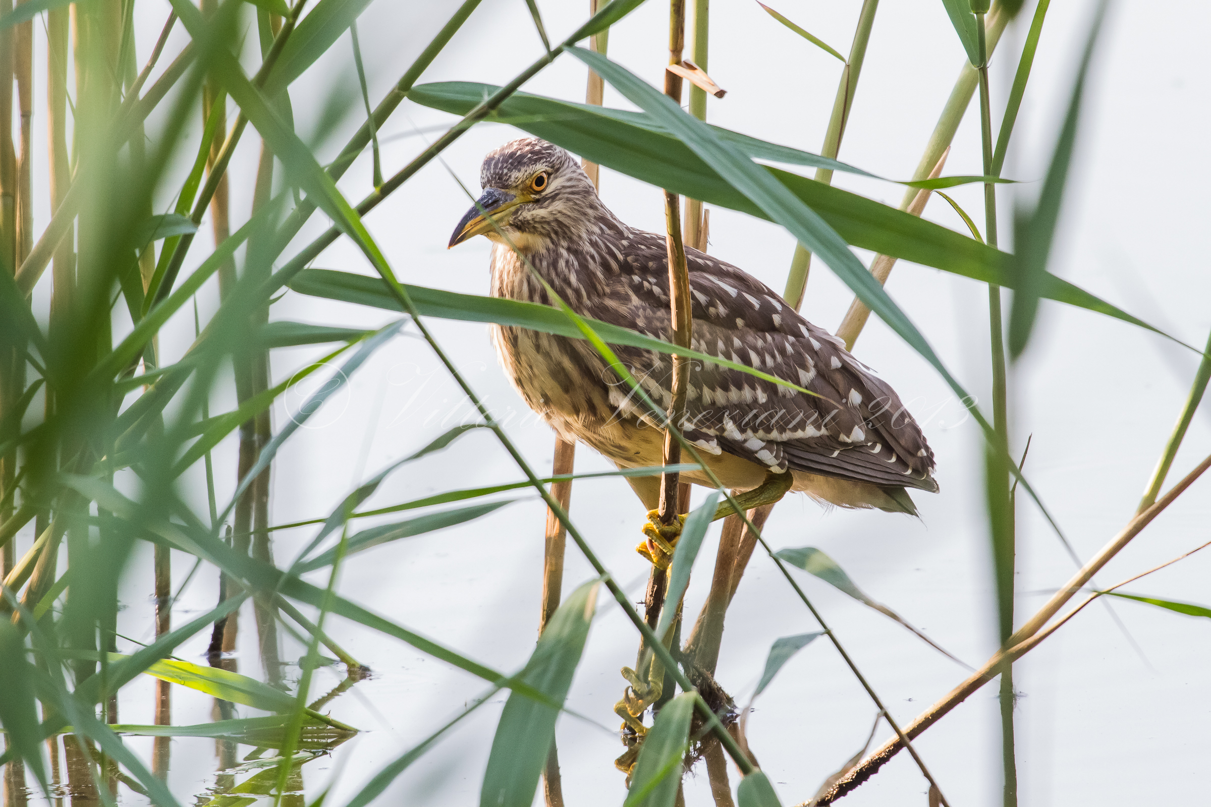 Giovane nitticora nel canneto...