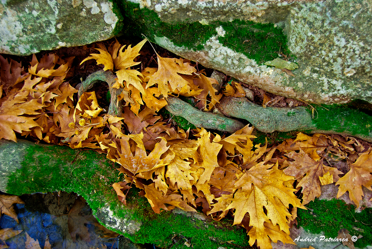 Semplicemente autunno