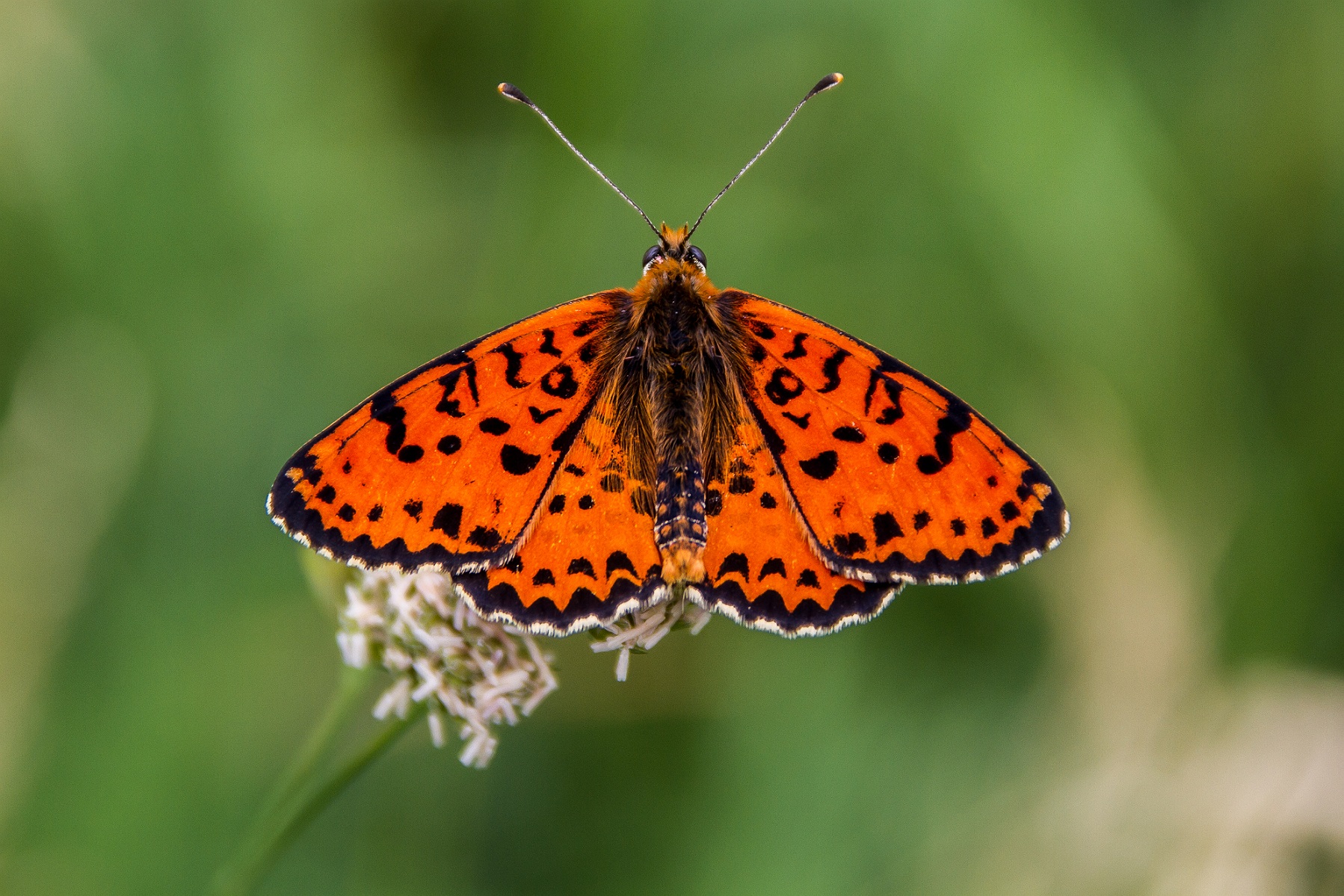 Melitaea didyma