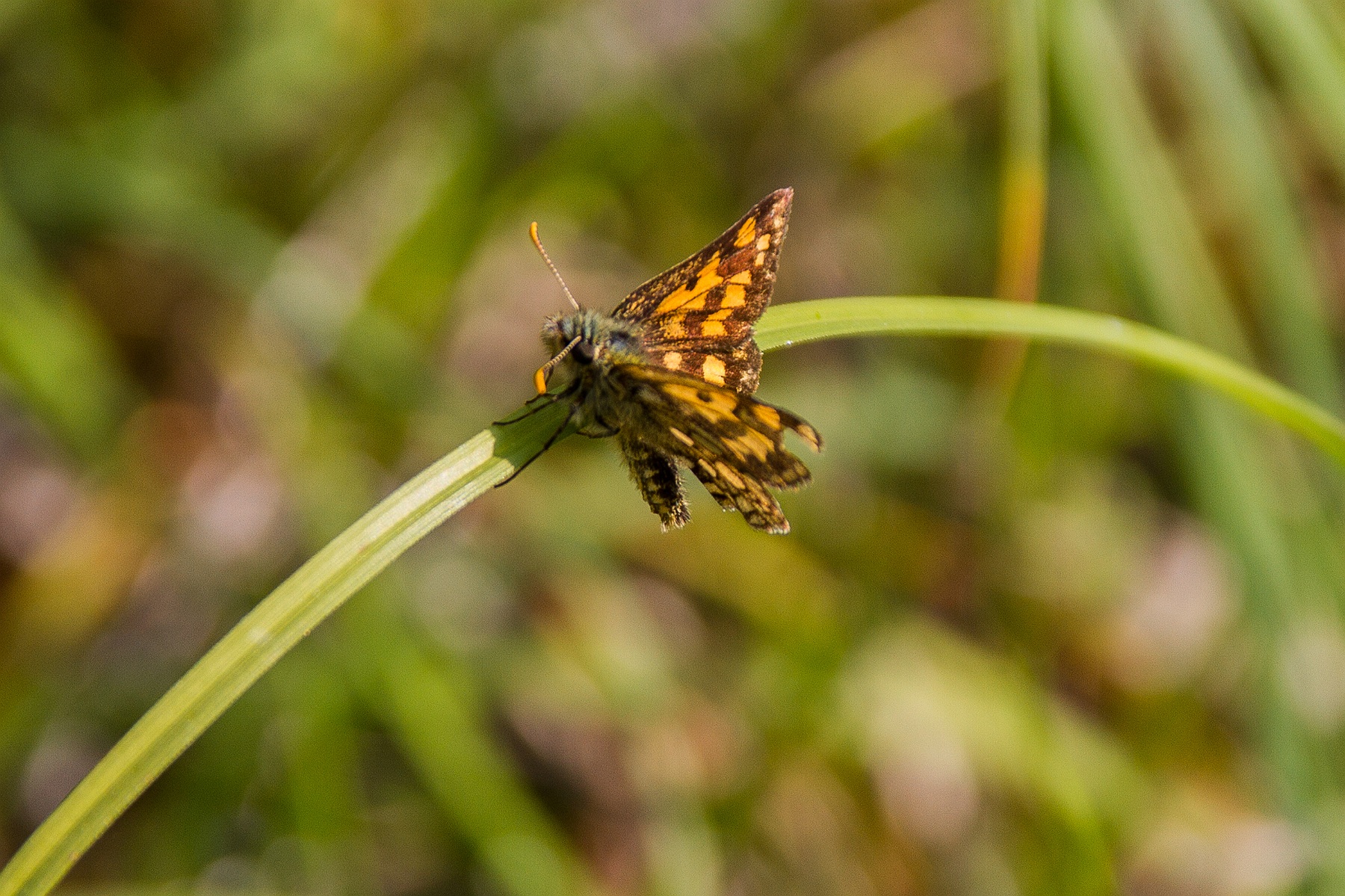 Carterocephalus palaemon