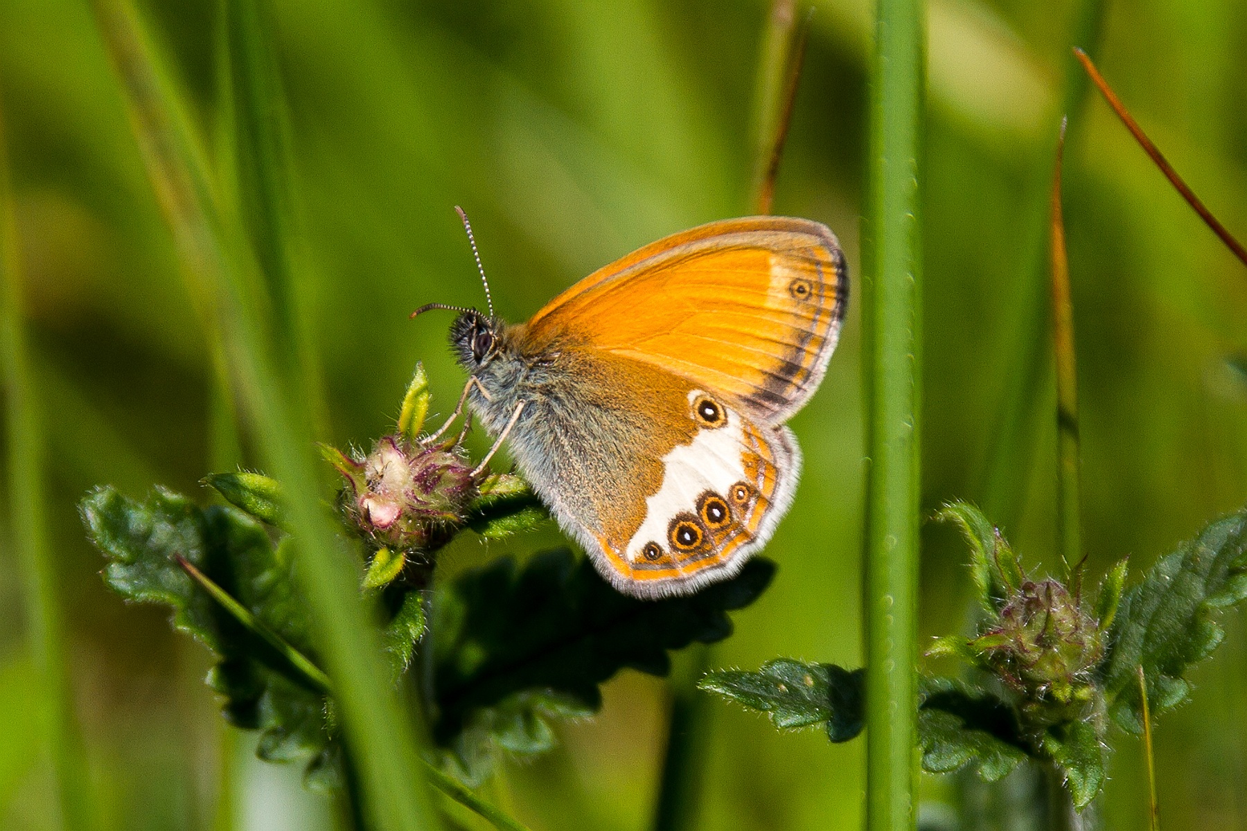 Coenonympha arcania