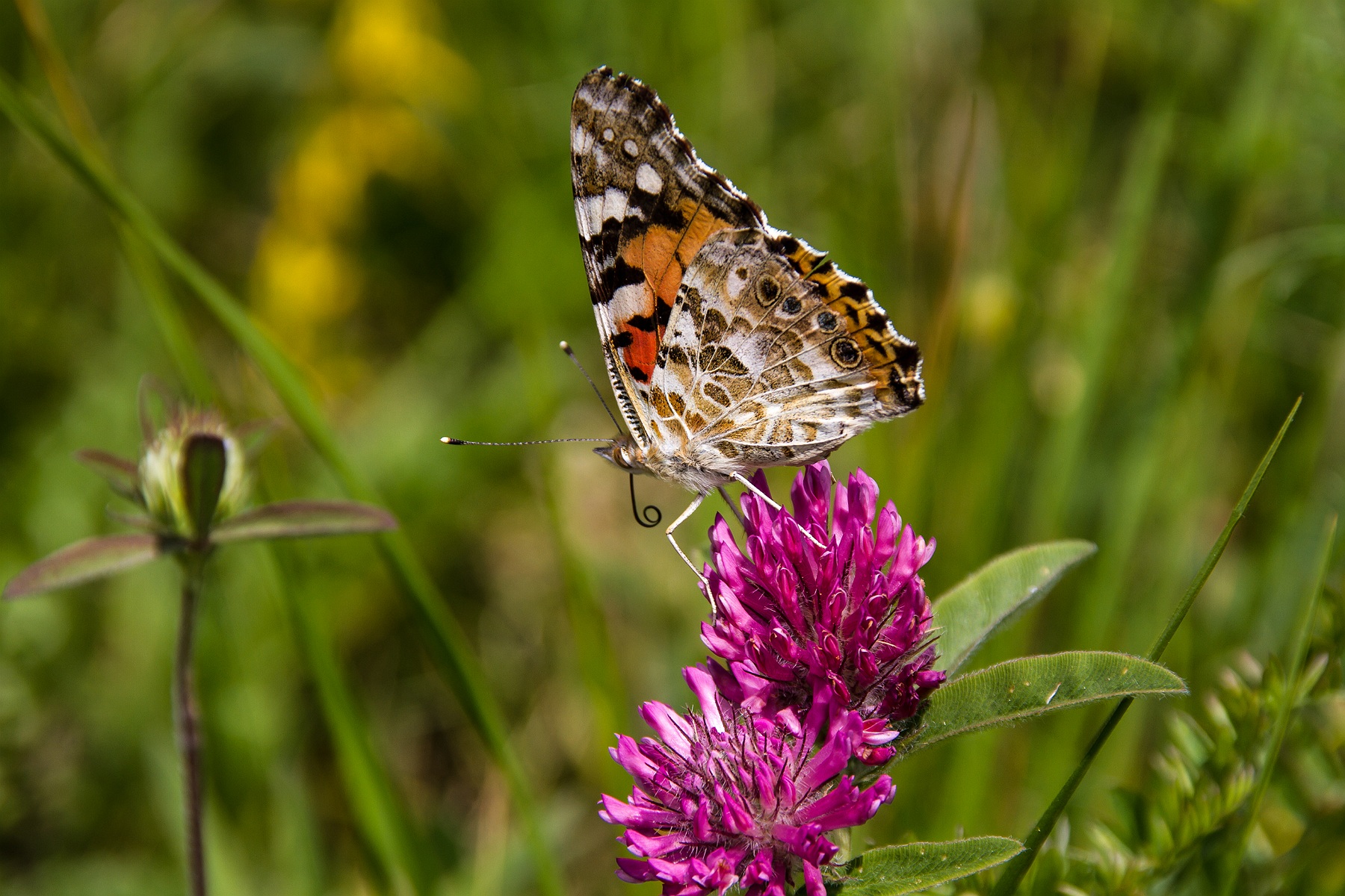 Vanessa cardui