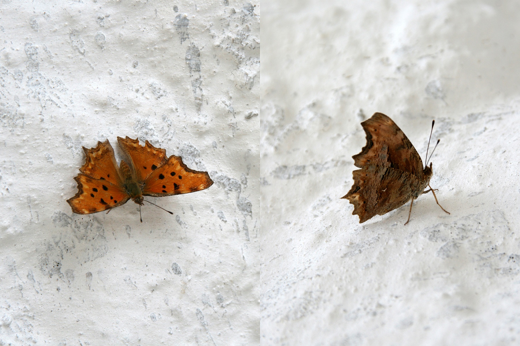 Polygonia egea