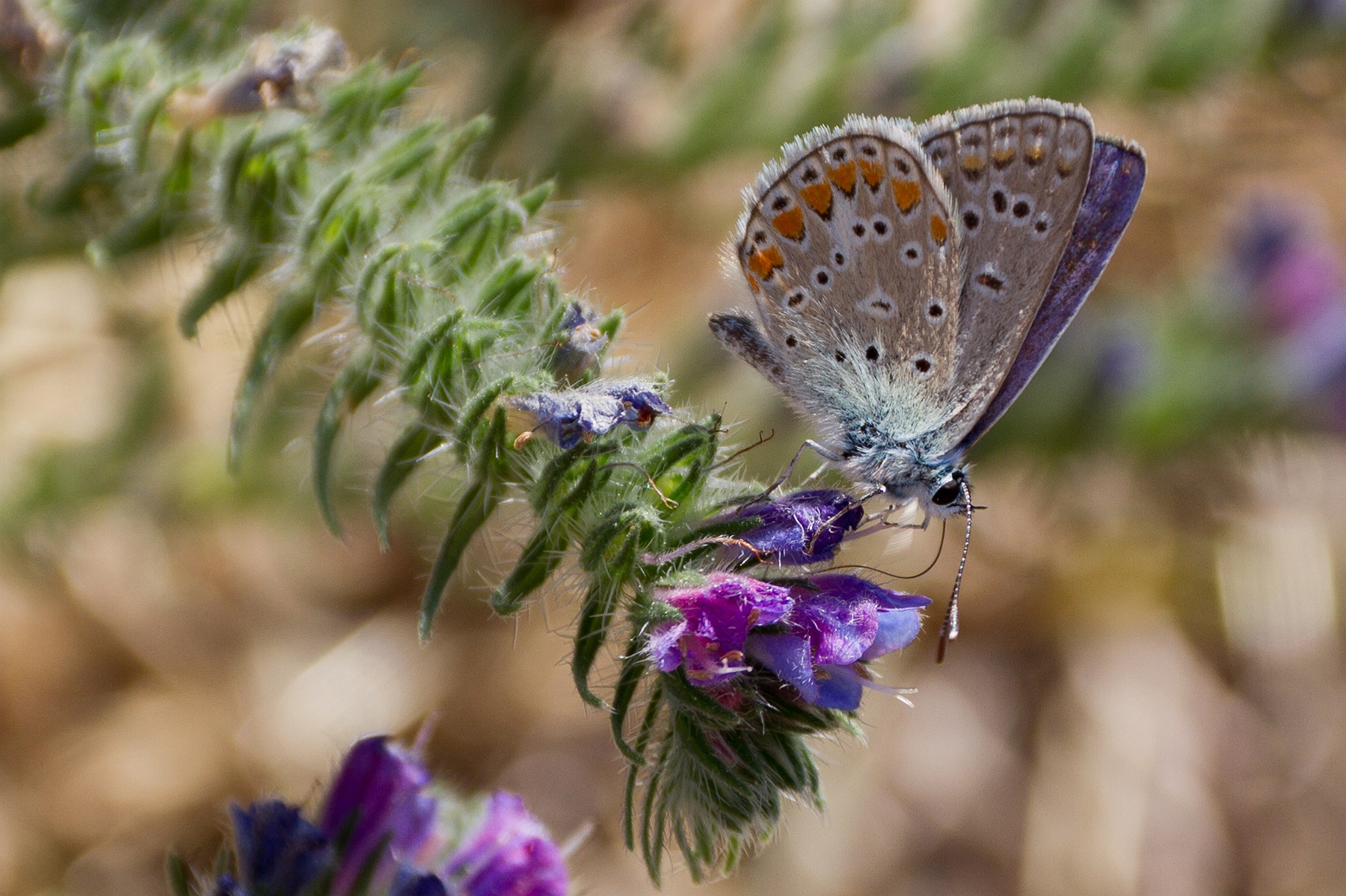 Polyommatus thersites
