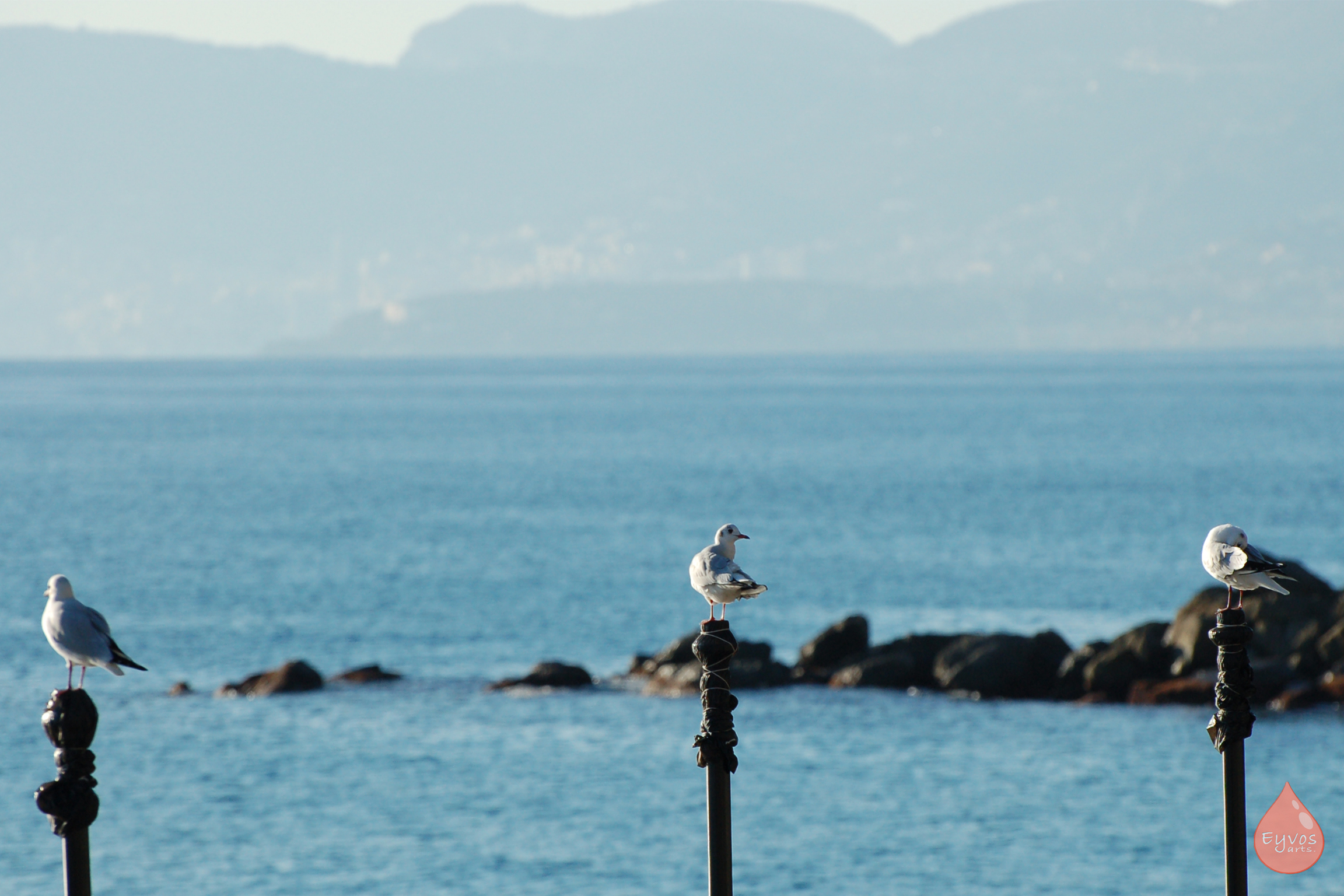 Gulls, Dolceacqua