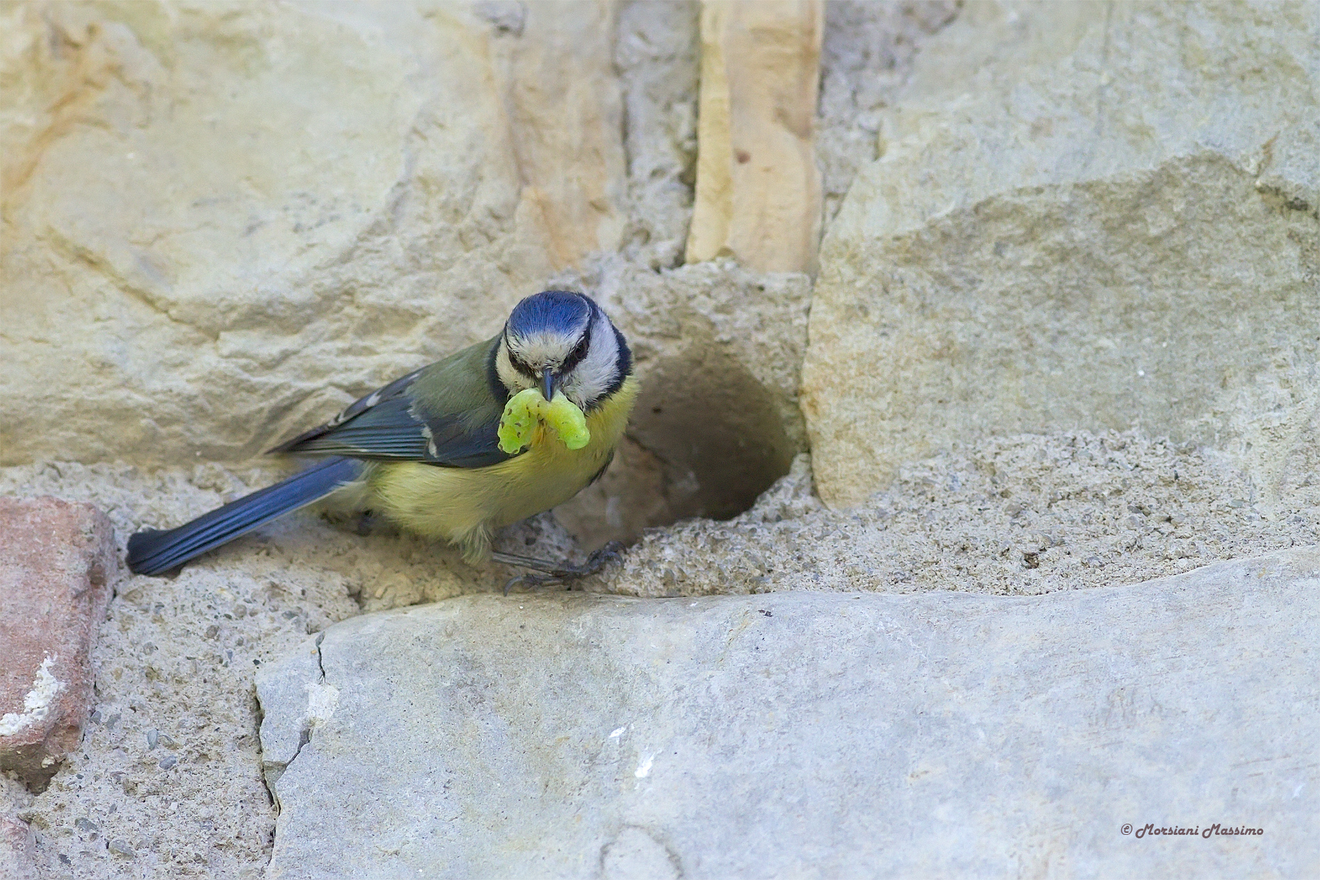 Cinciarella (Patus Caeruleos) con preda