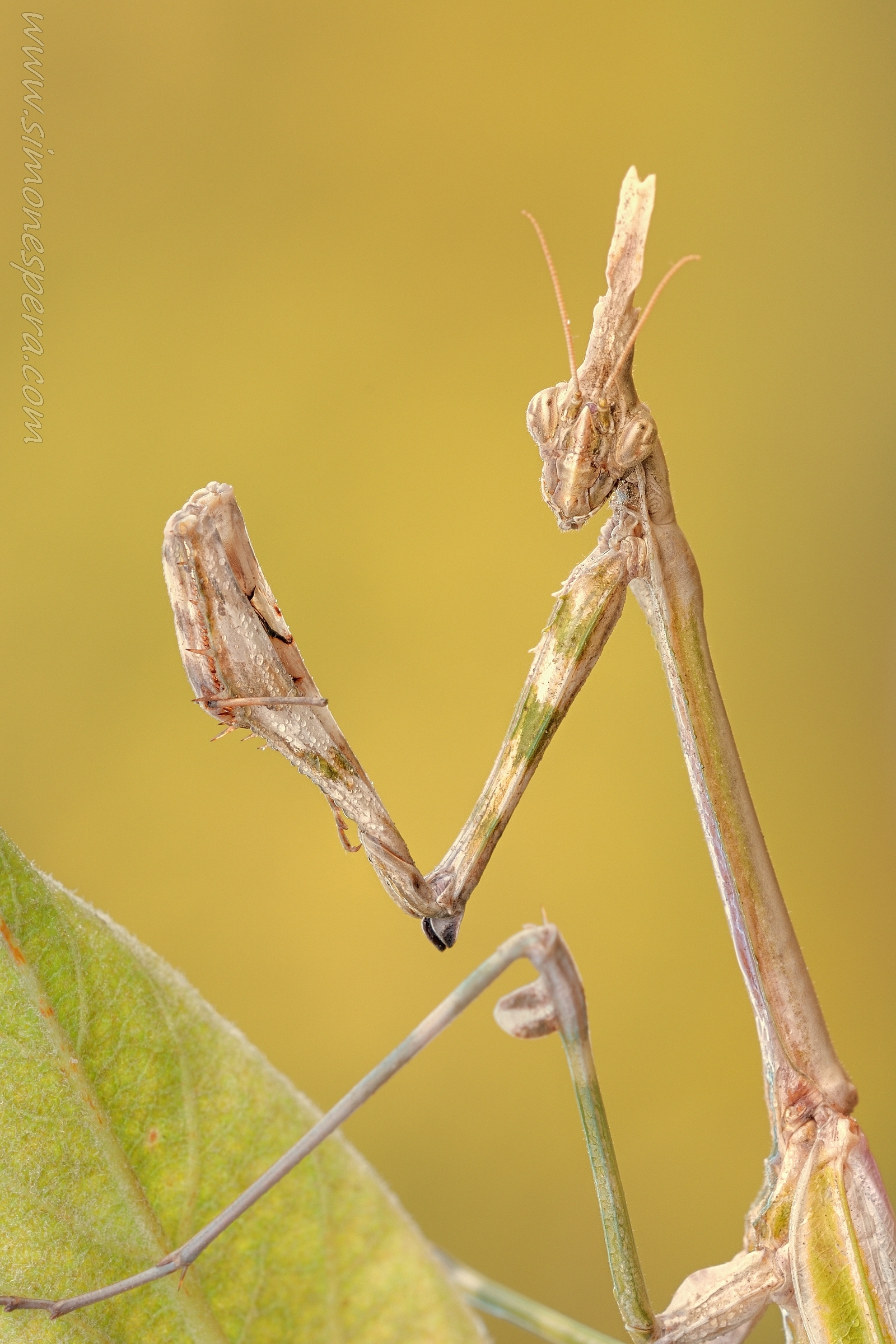Empusa portrait .... ...