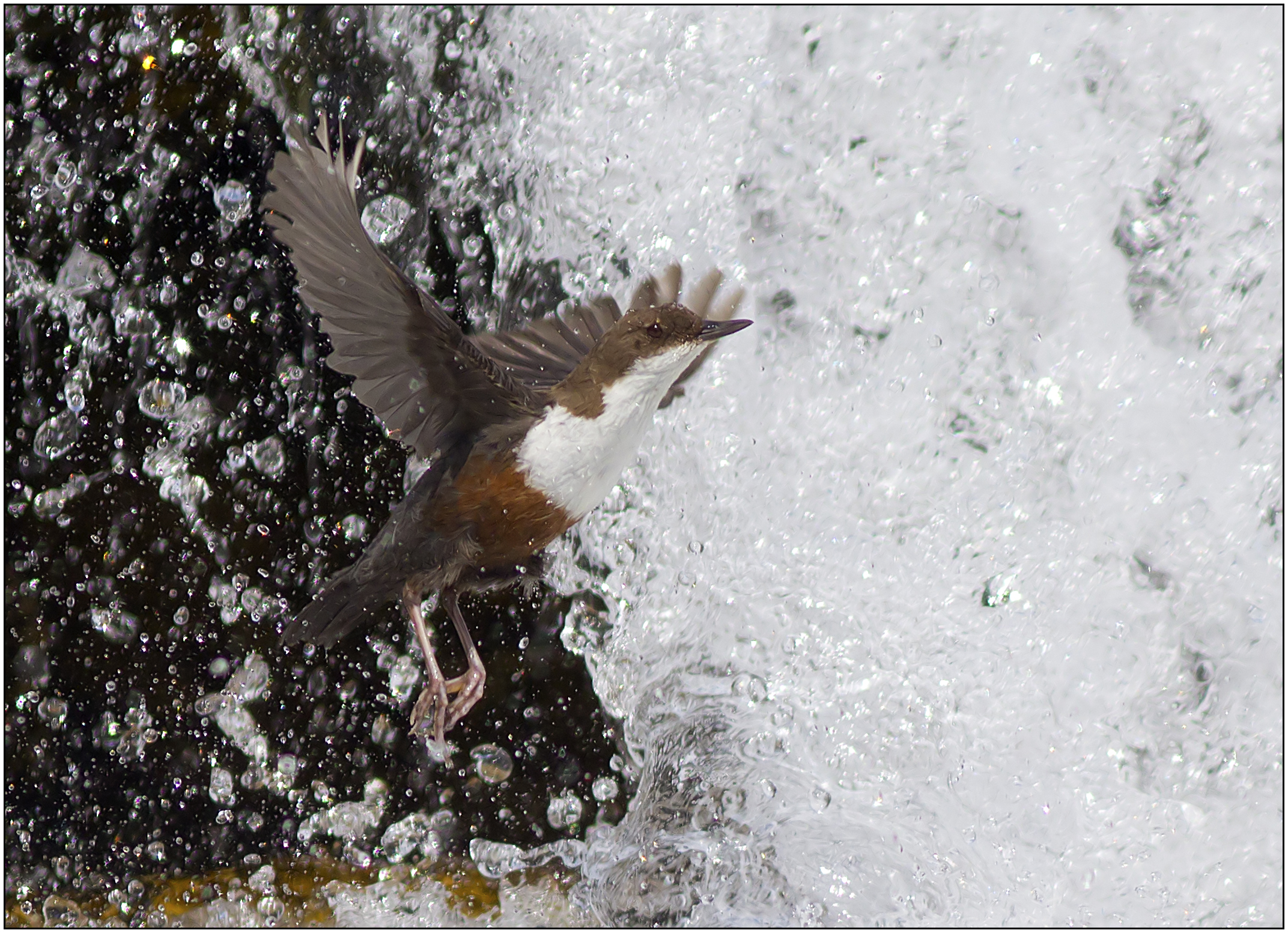 Merlo acquaiolo all'uscita del nido