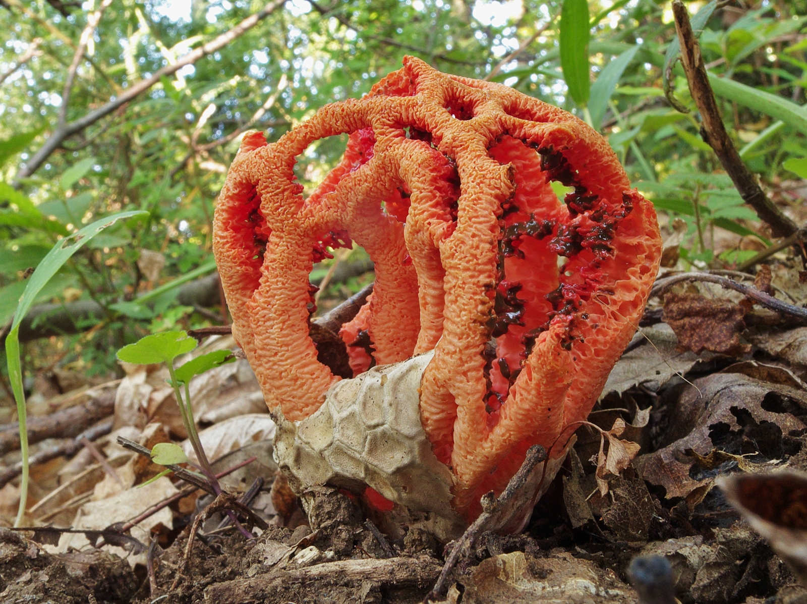Clathrus ruber