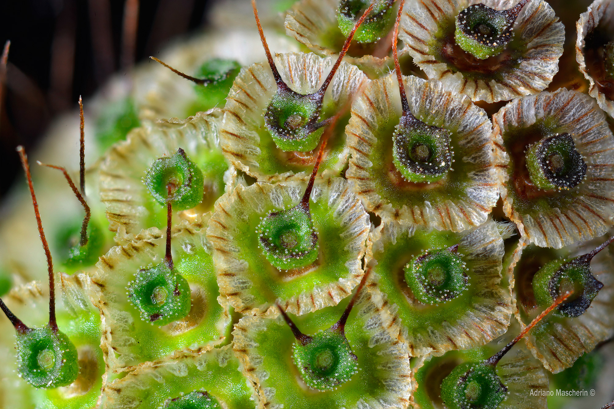 Pasticcini con i baffi....