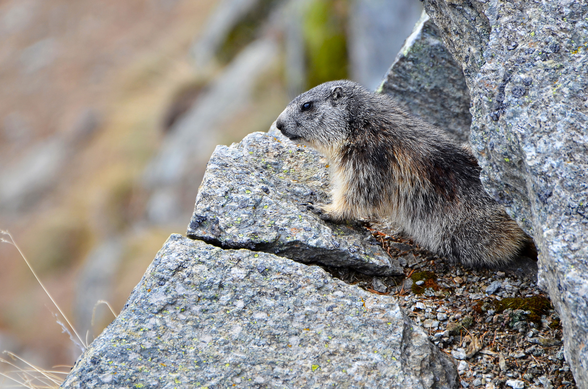 Marmottina affacciata