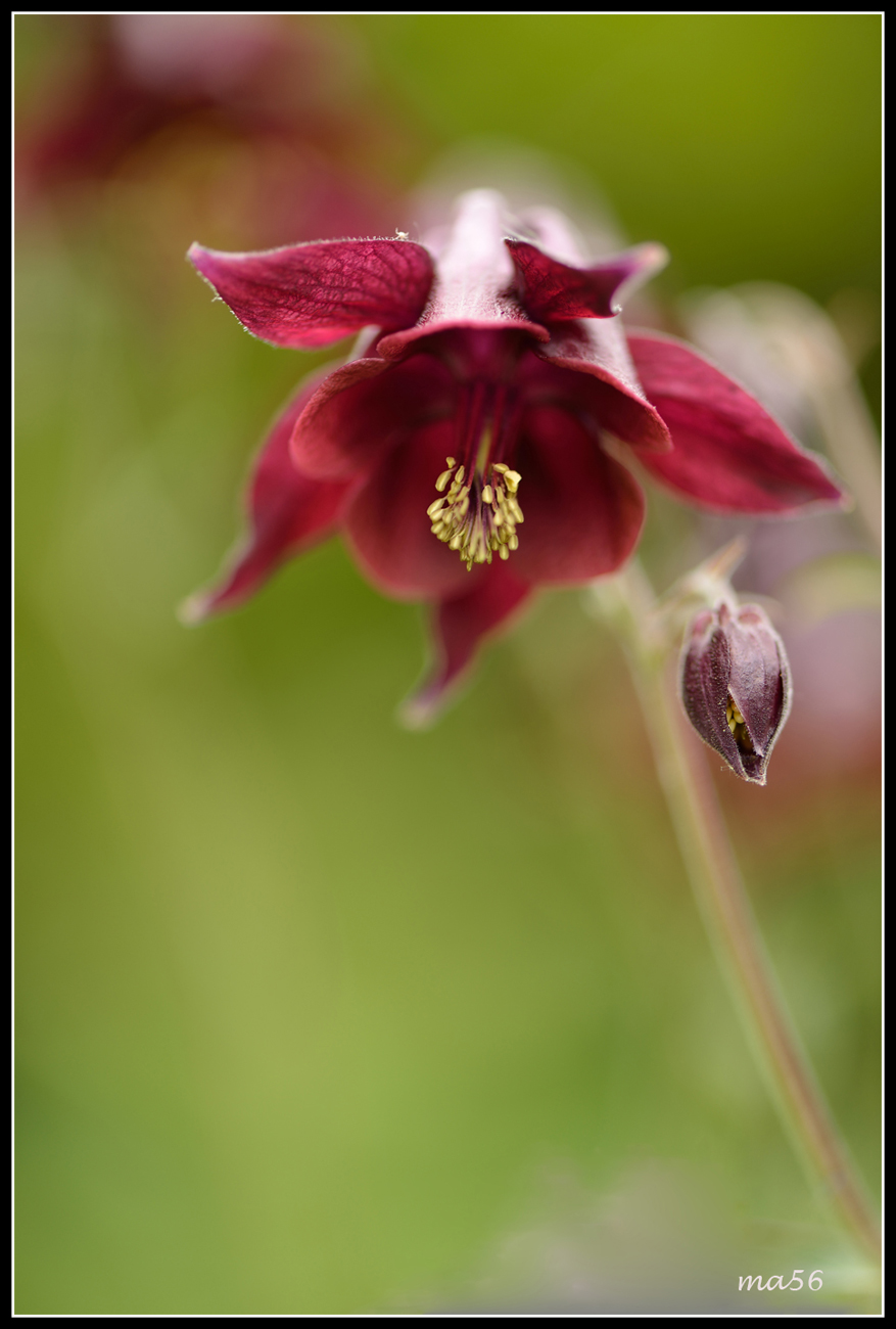 columbine dark