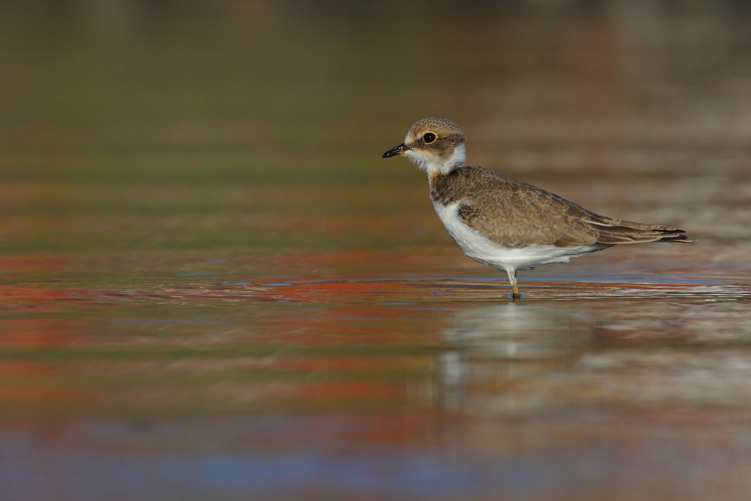 Little Ringed Plover