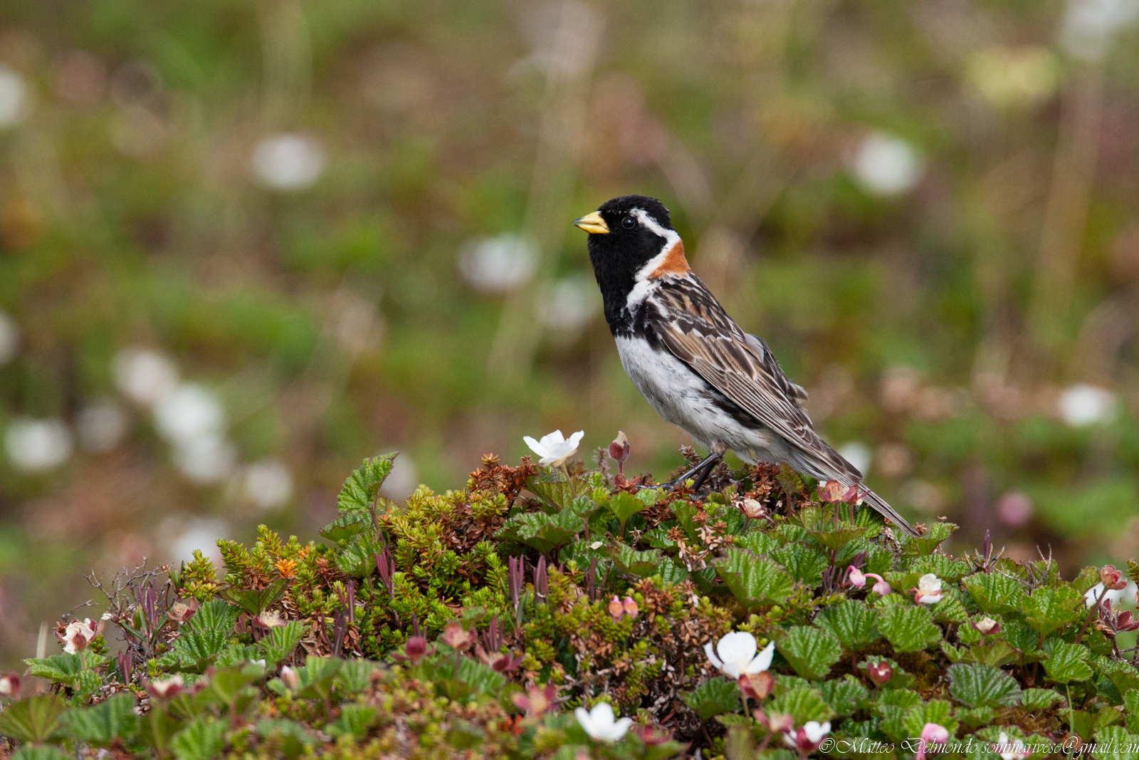 Lapland bunting male