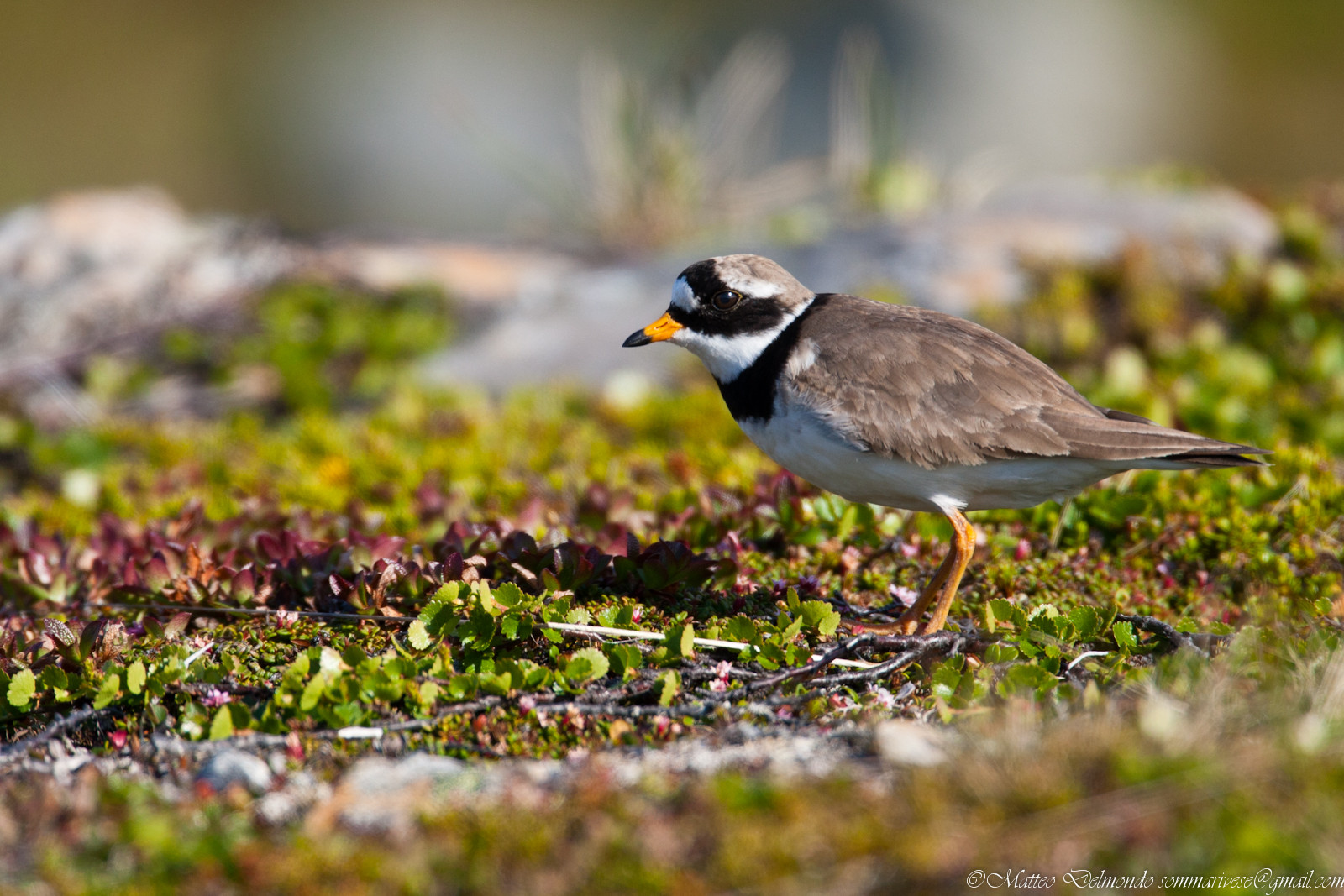 Ringed Plover