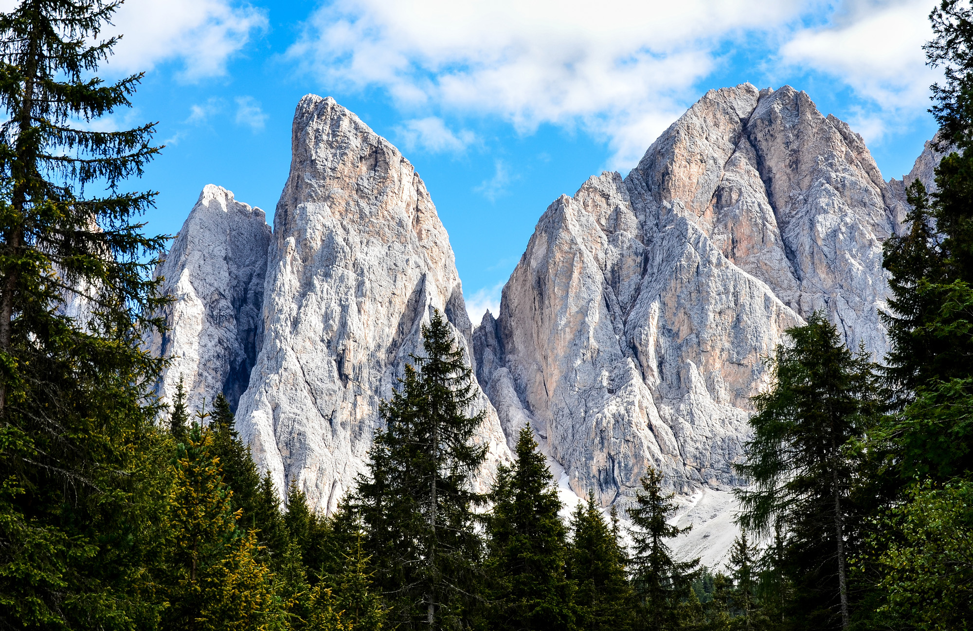 Le odle viste dal bosco