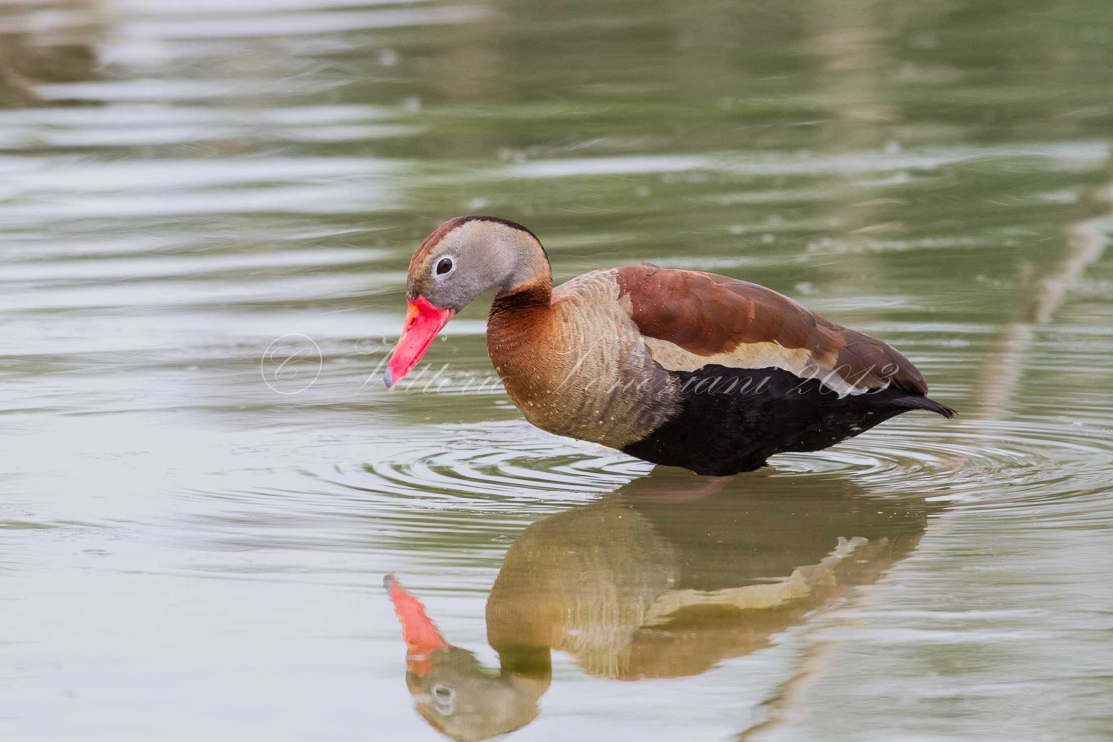Black Bellied Whistling red beak