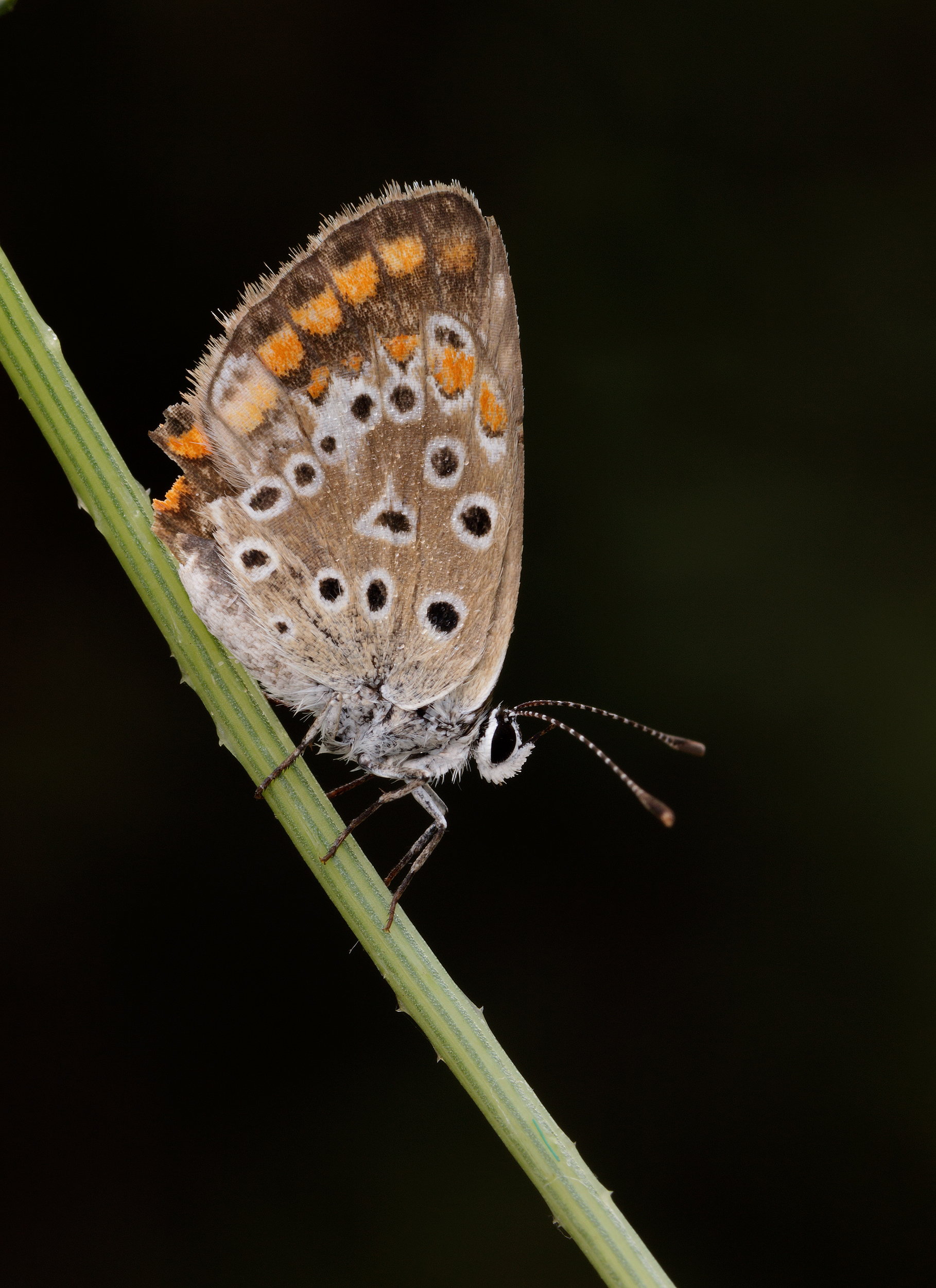 licenide in discesa...