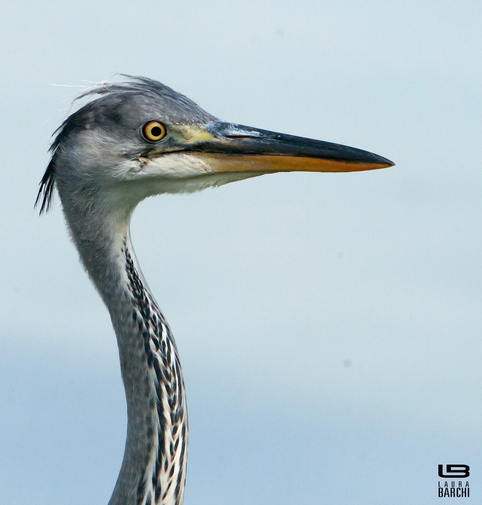 Patente di volo - airone cenerino