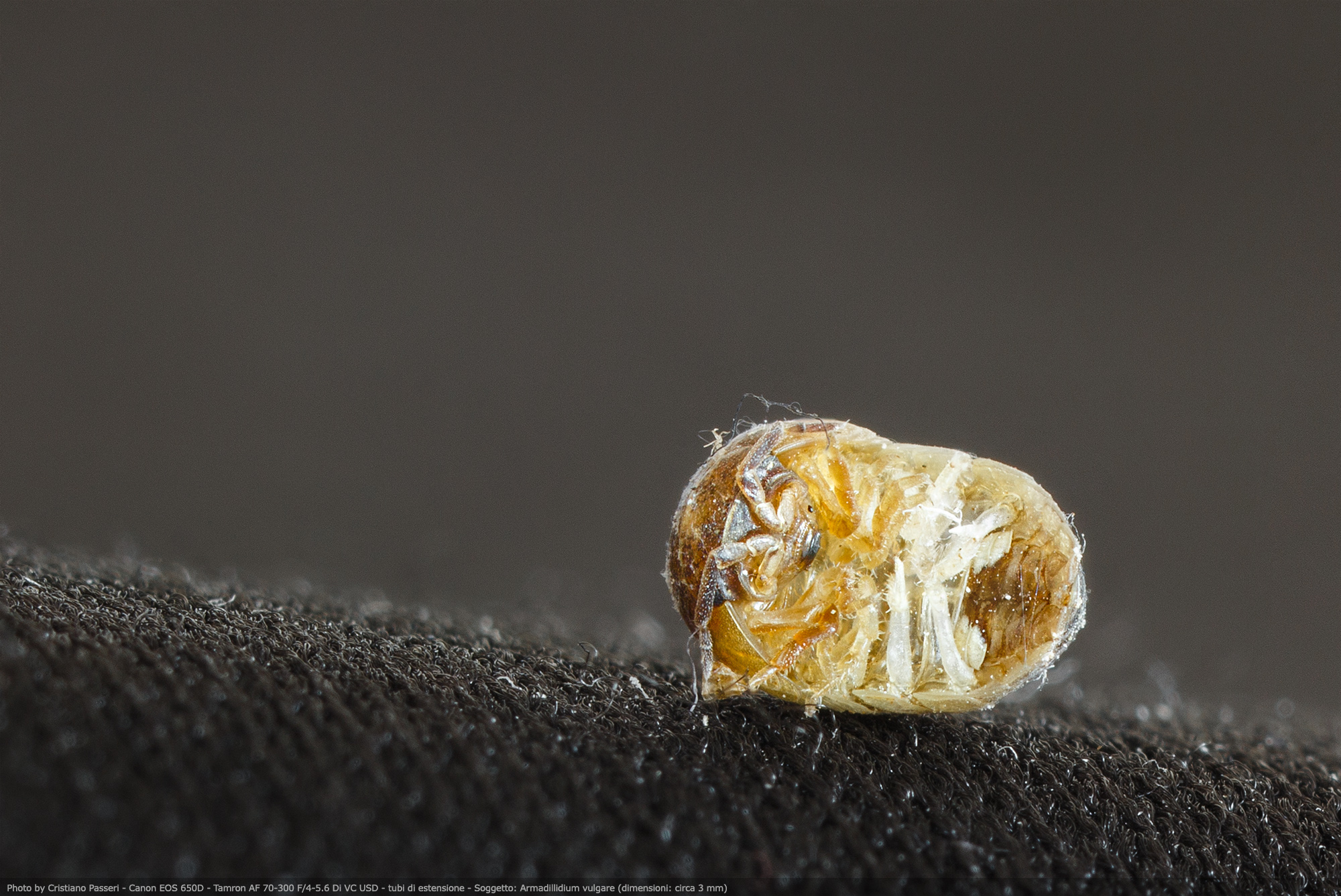 armadillidium vulgare