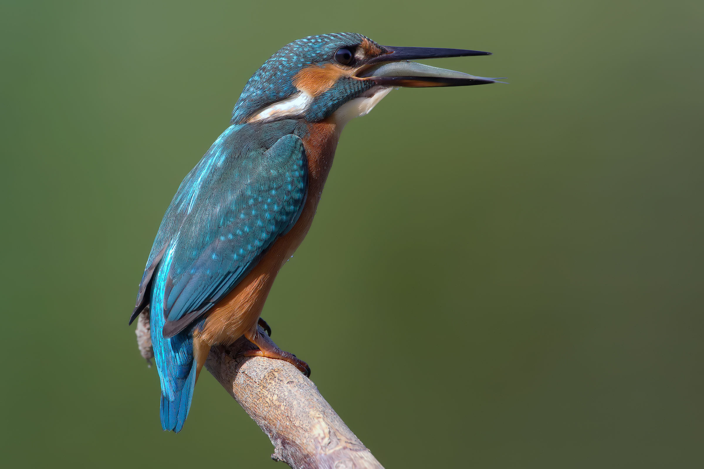 Gnamm...!!! (2400px)