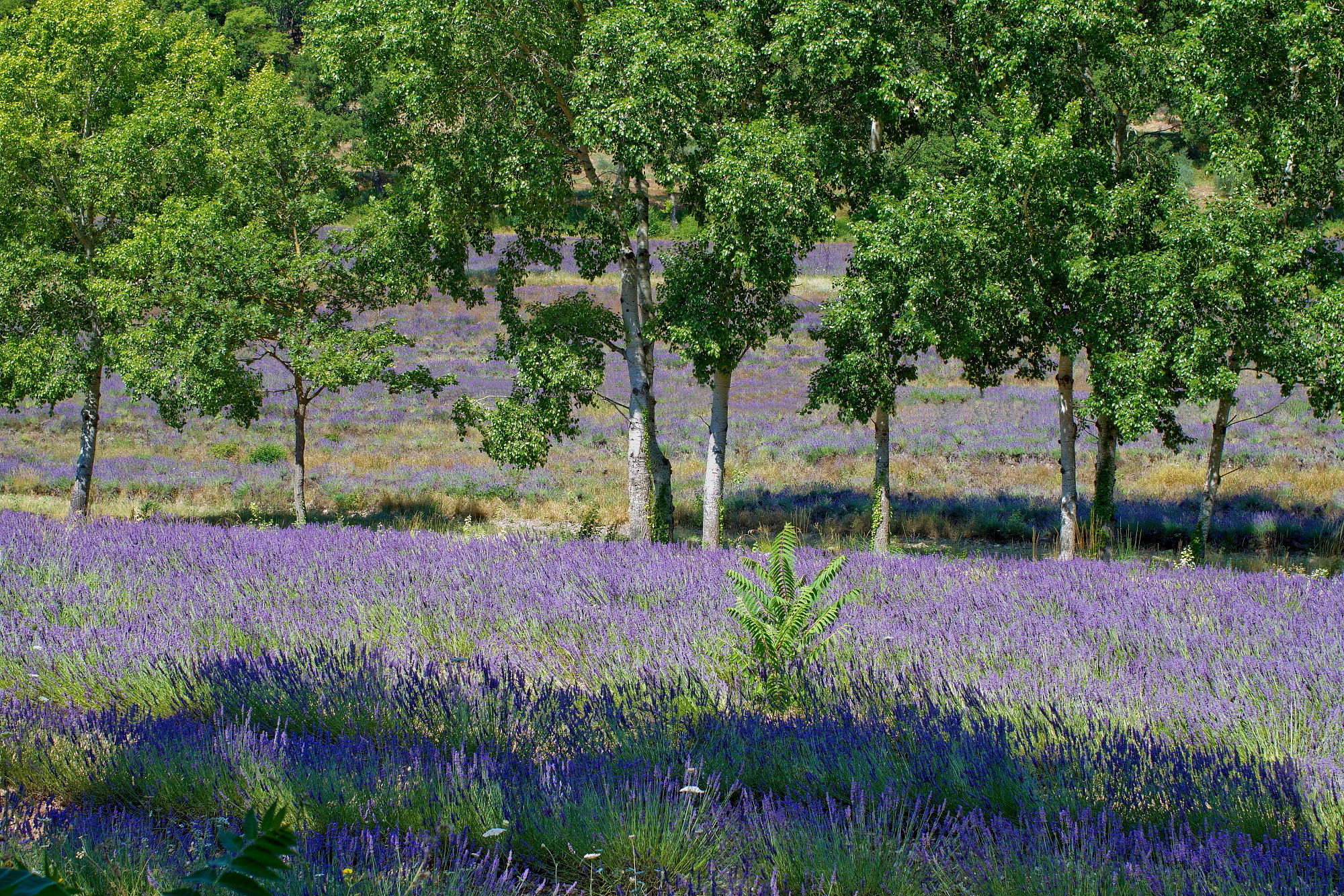 Lavanda nel Verde