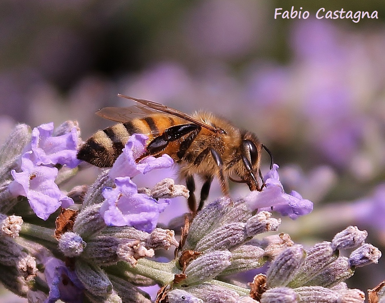 L'ape e la lavanda