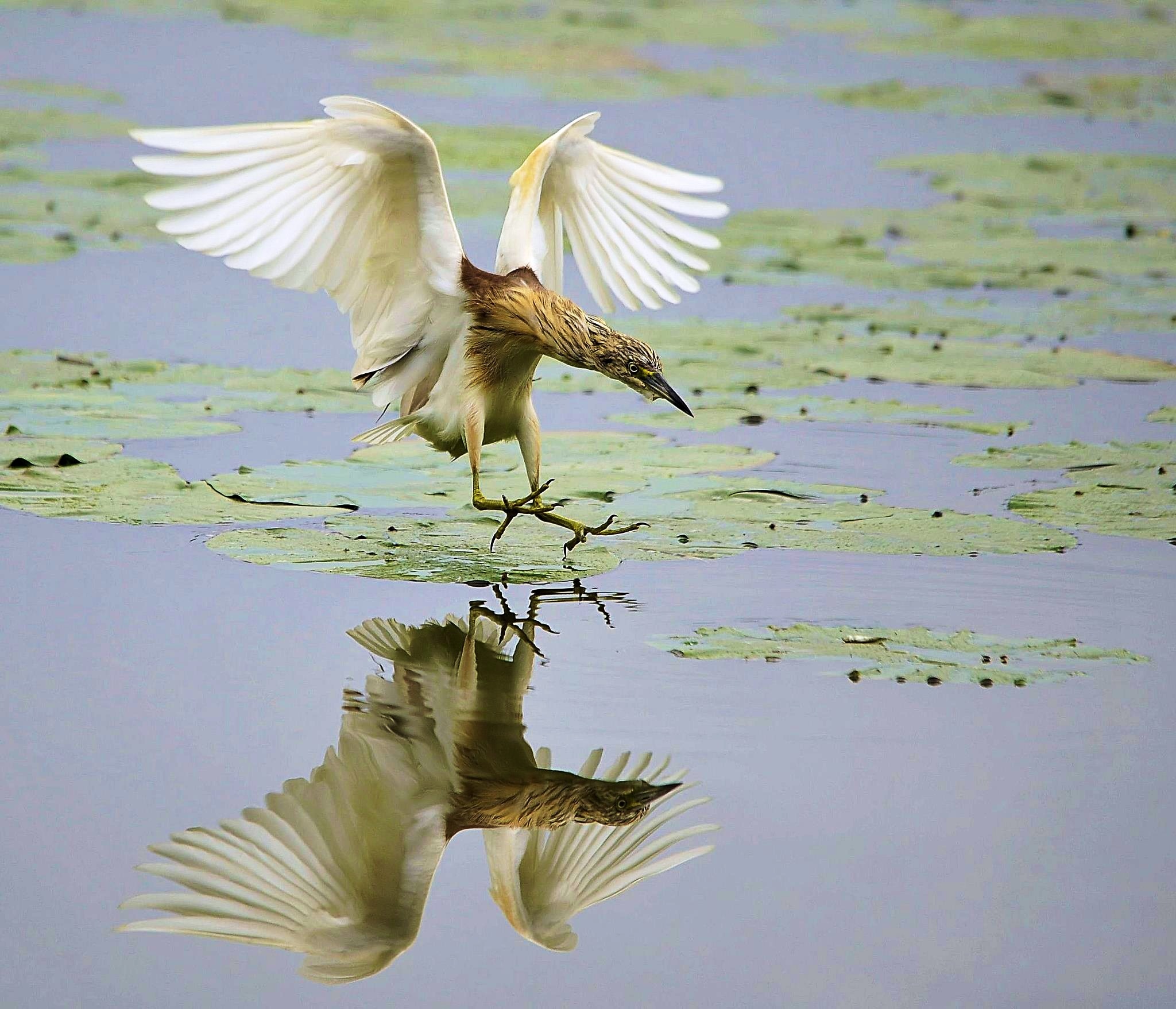 Sgarza ciuffetto all'attacco