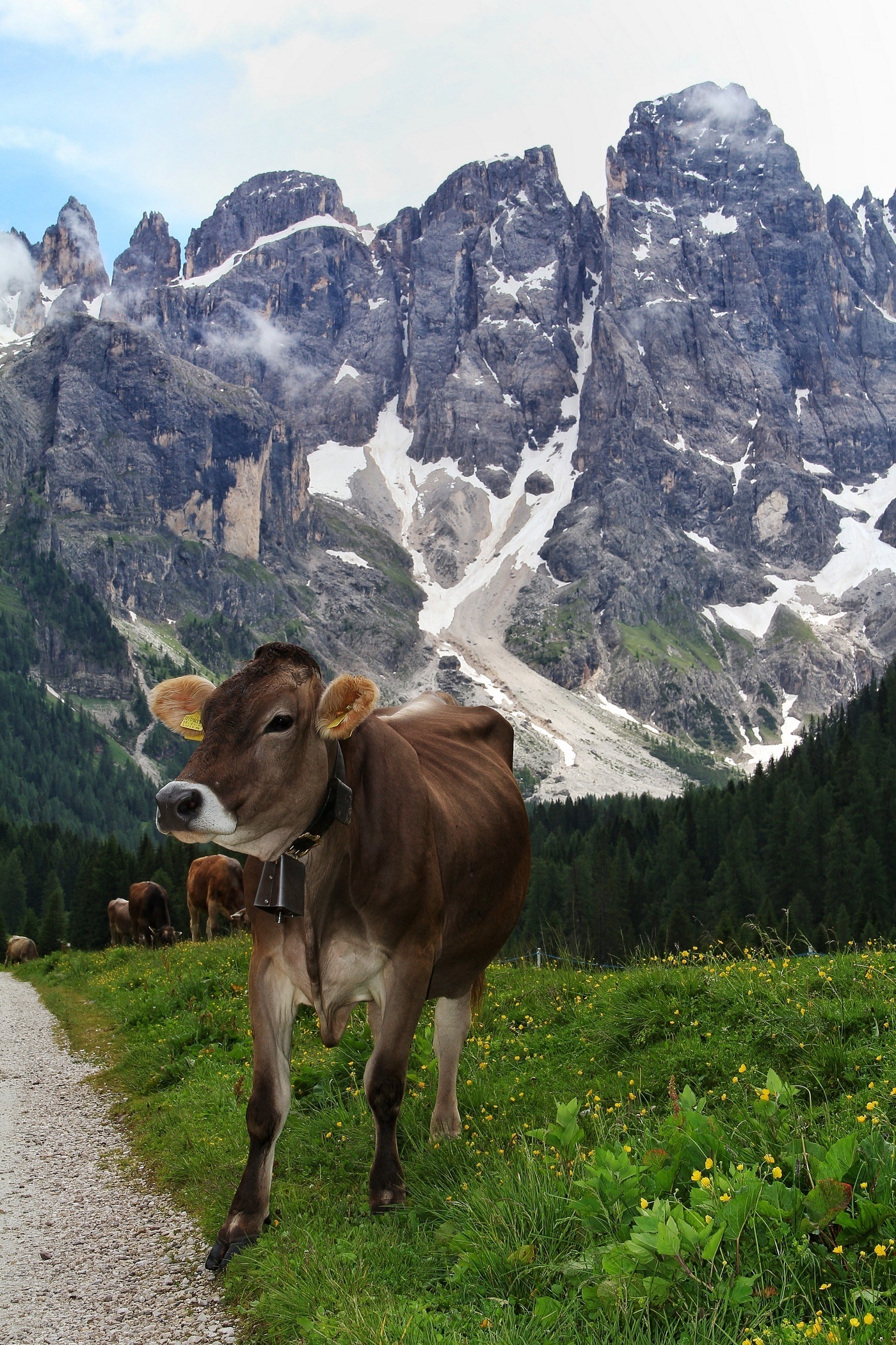 Pascolo in Val Venegia