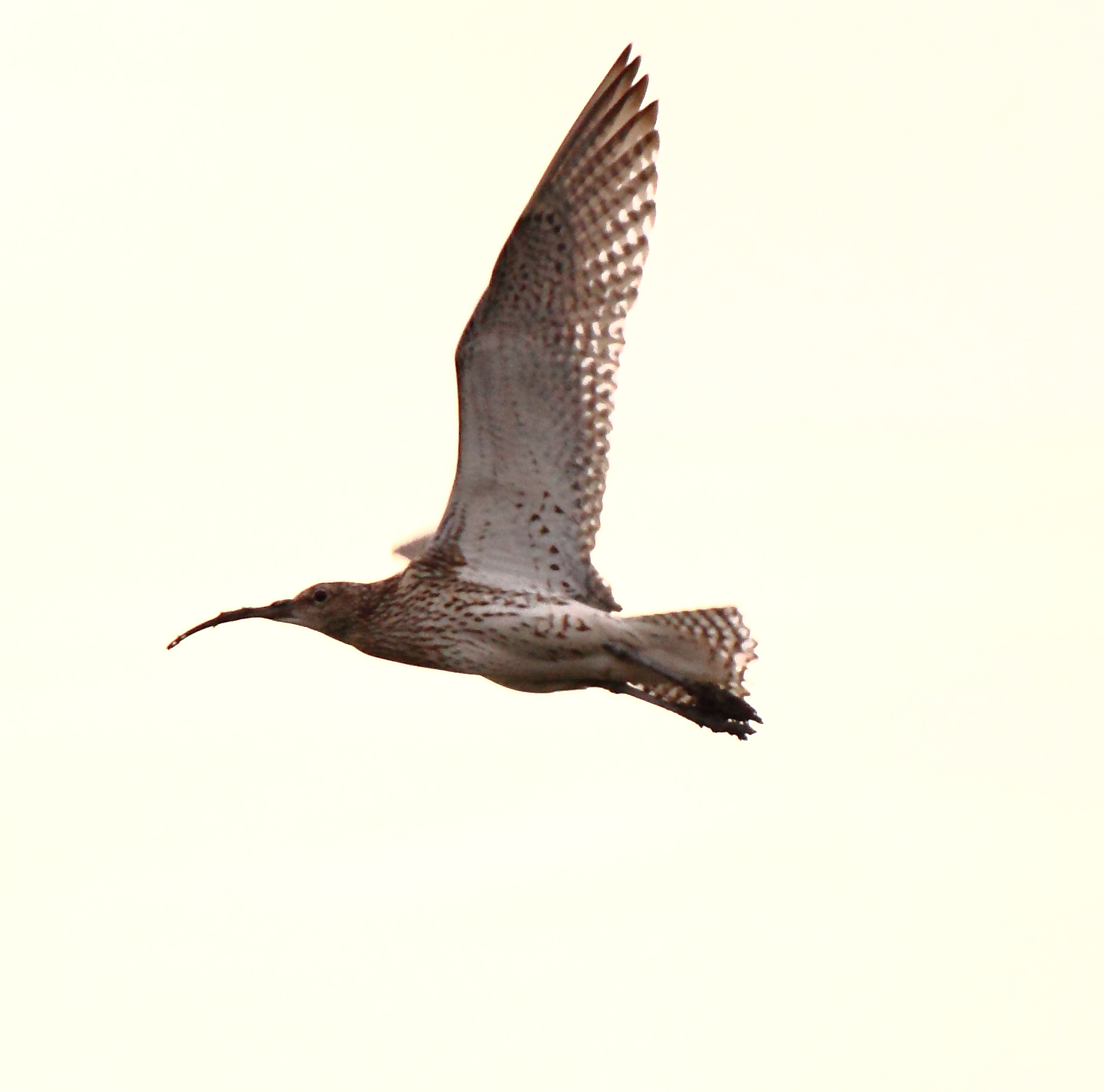 curlew