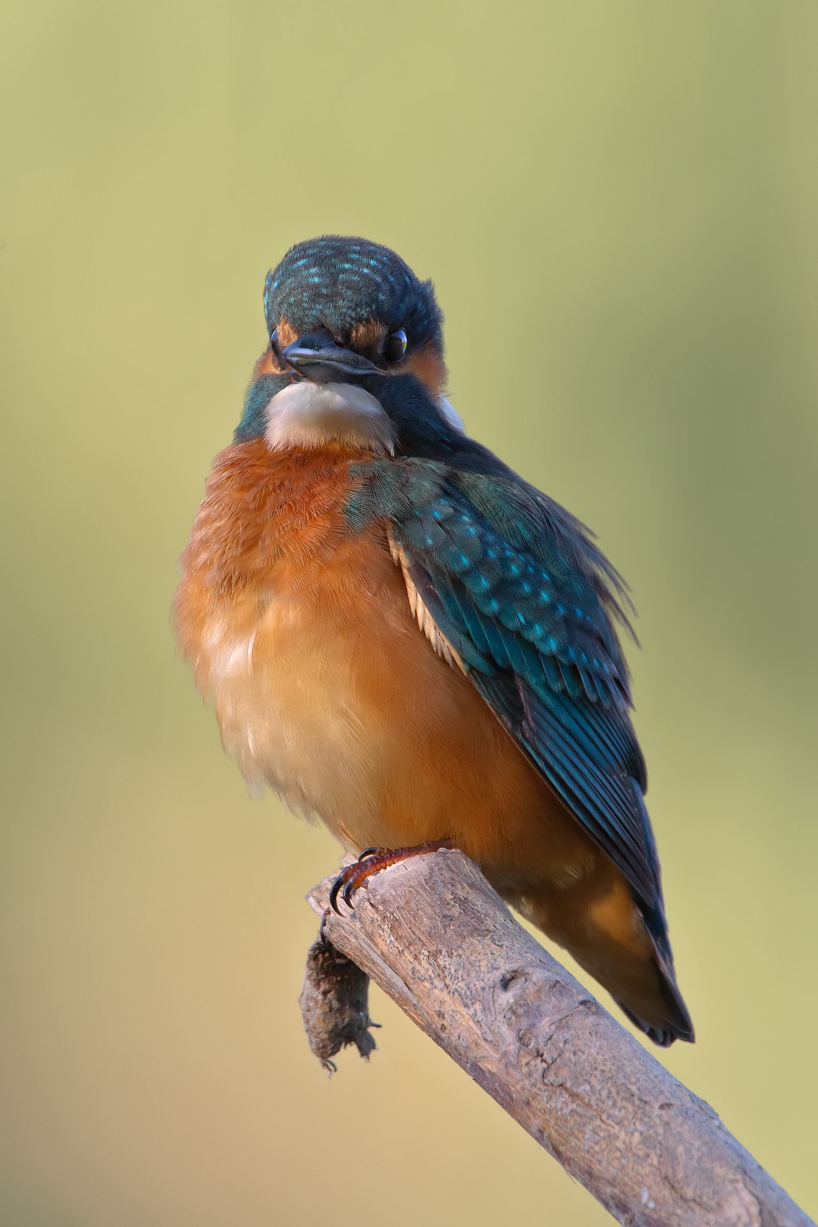 Dritto in macchina..!! (2400px)