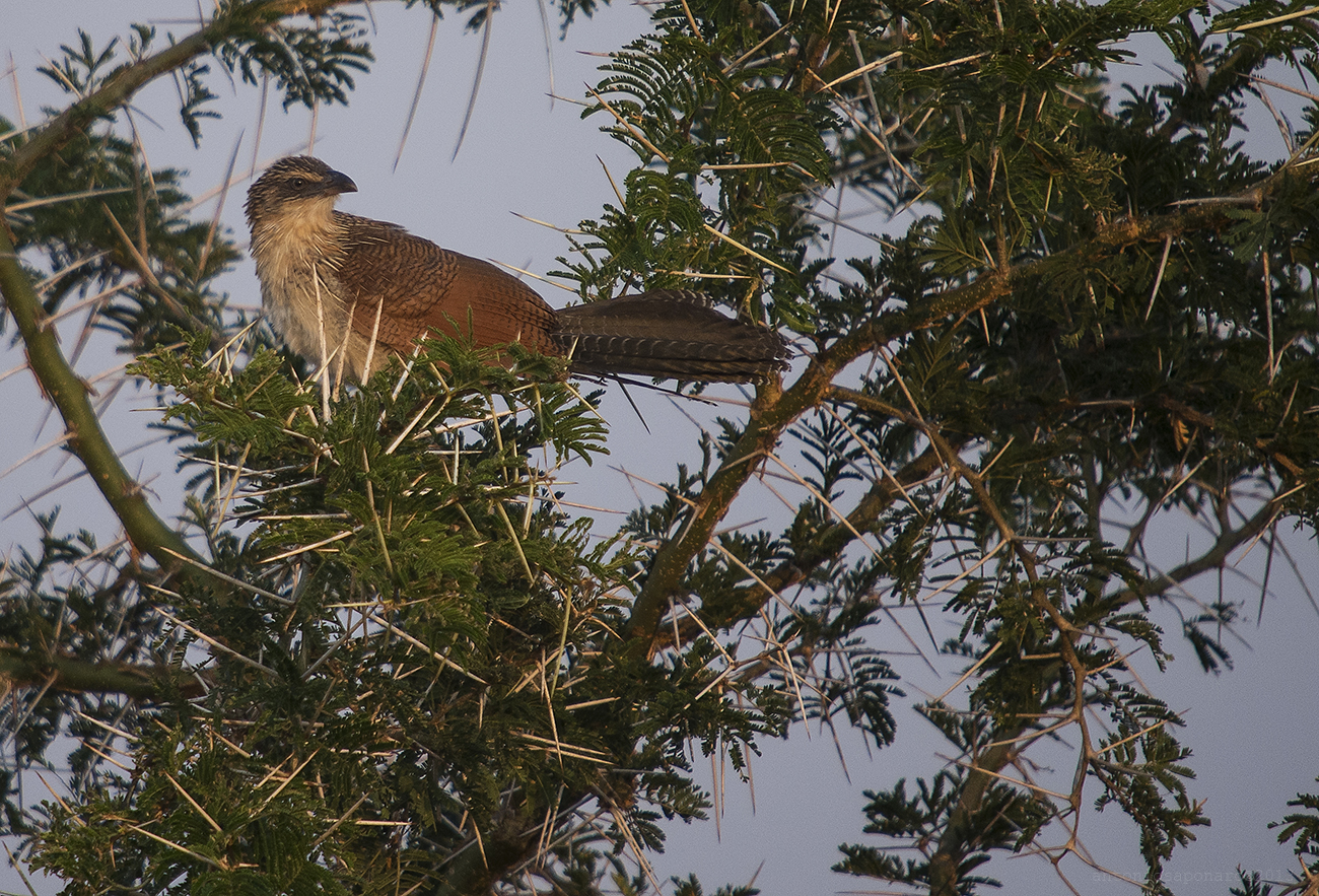 White-browed Coucal