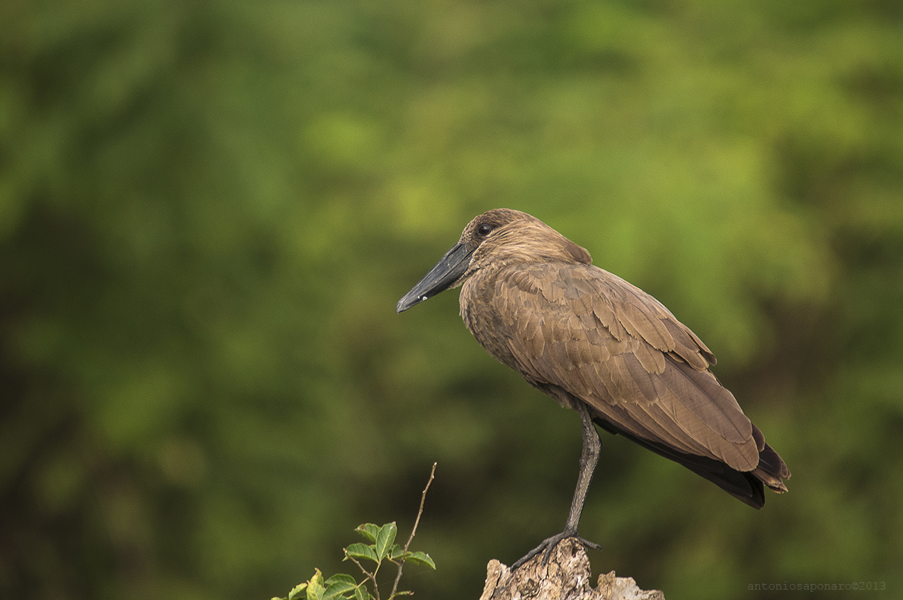 Hamerkop