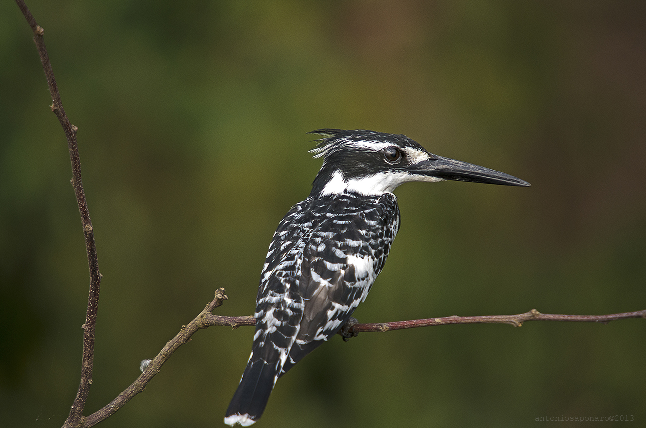 Pied Kingfisher