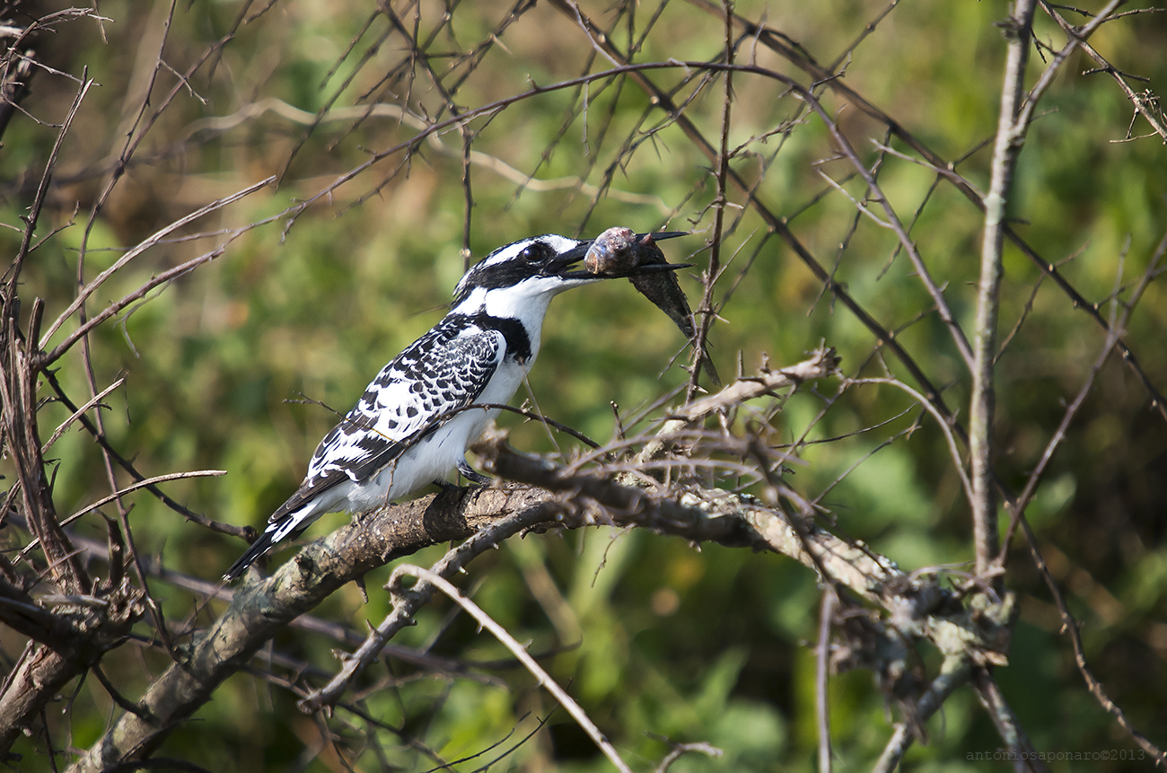 Pied Kingfisher con preda