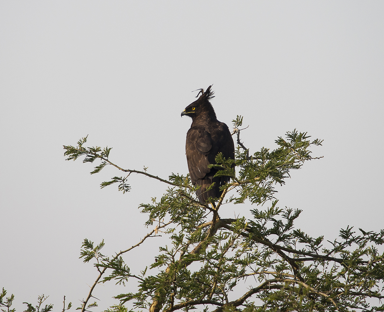 Long crested Eagle