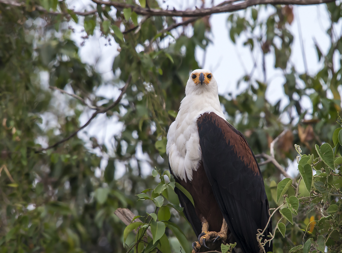 African fish Eagle