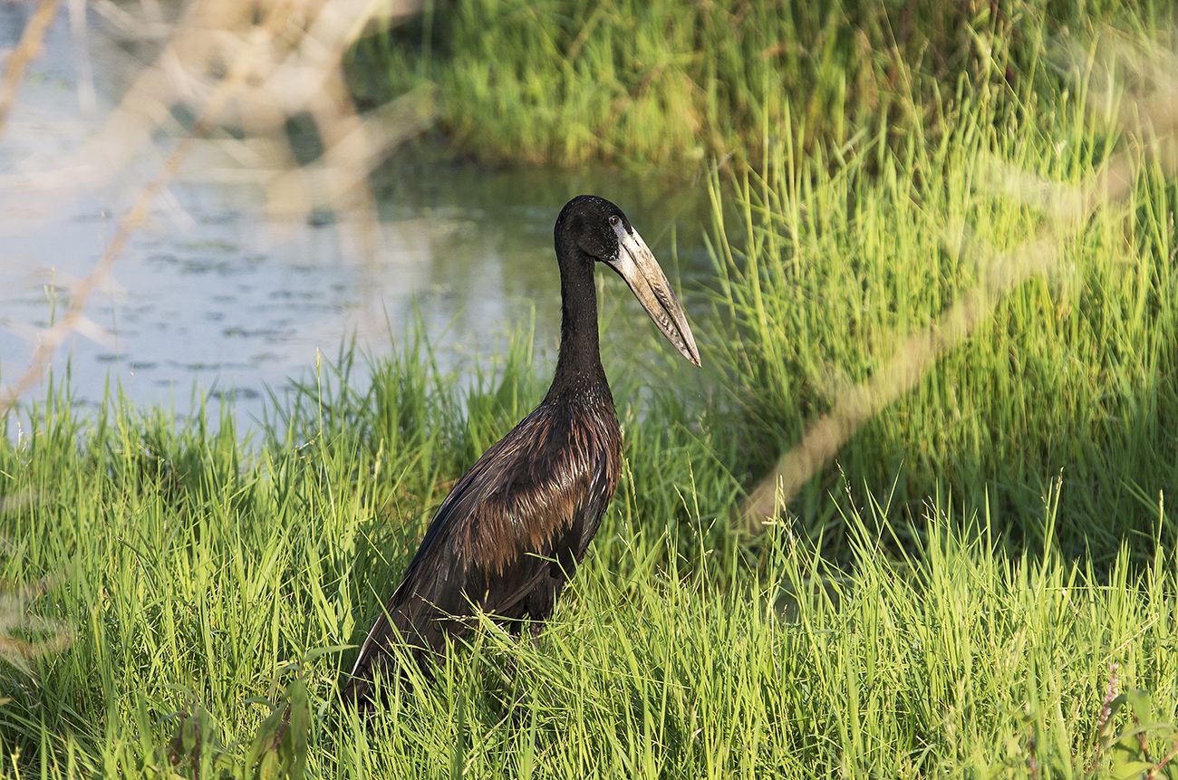 Open-billed Stork
