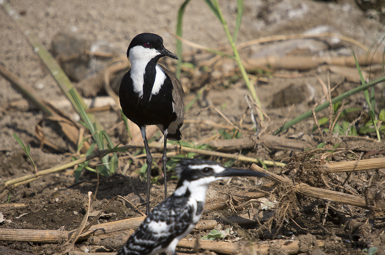 Spur-winged Plover