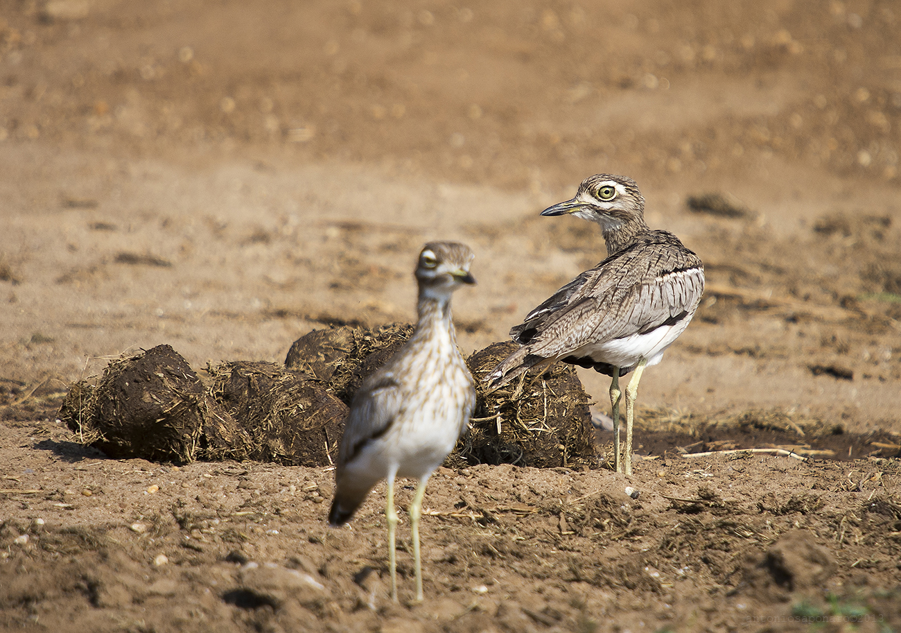 Water Thick-knee