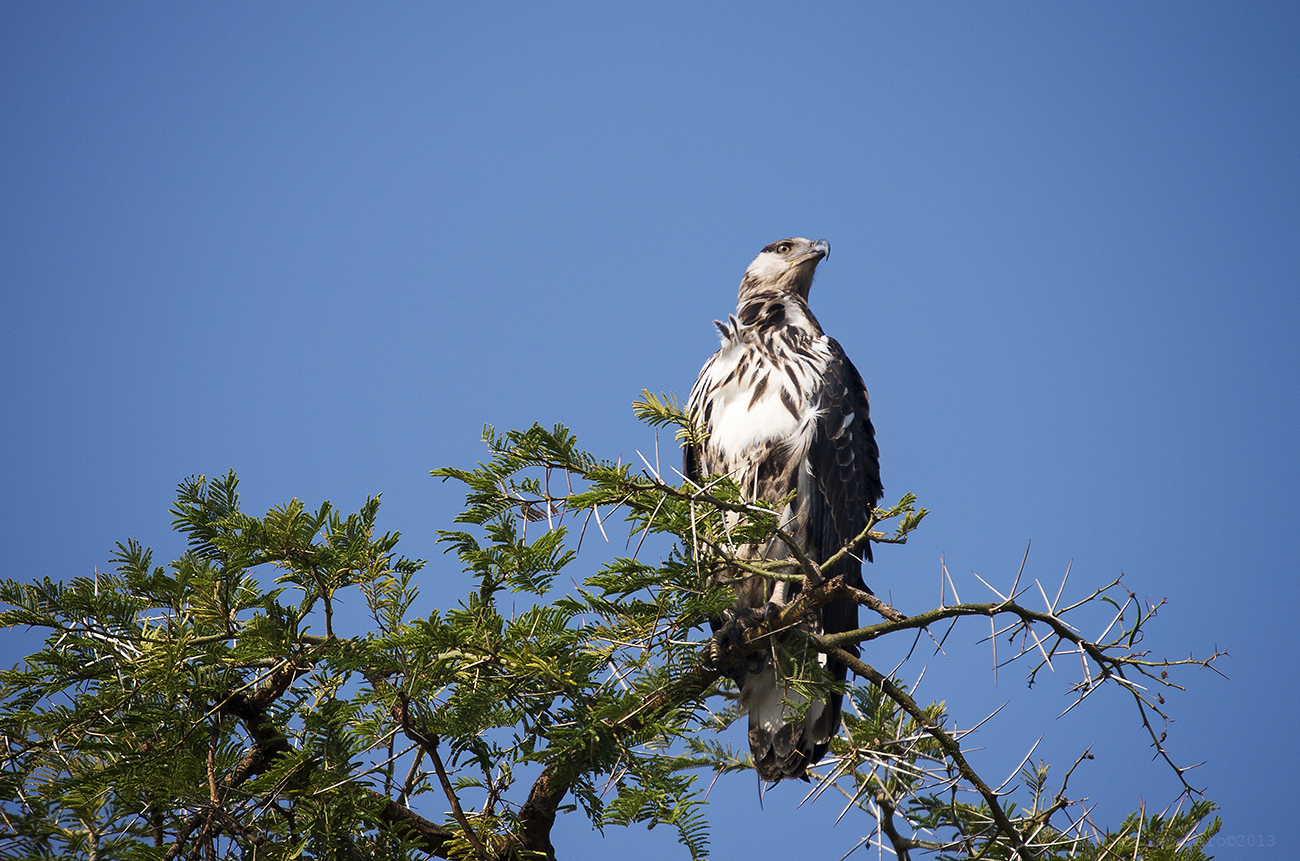 Young fish eagle