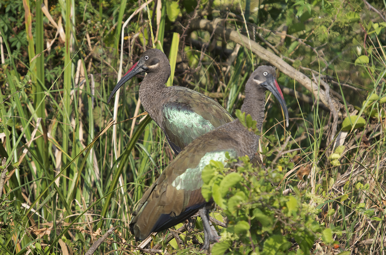 Hadada Ibis