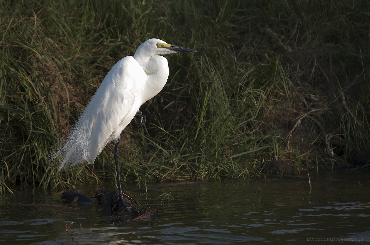 Great White Egret